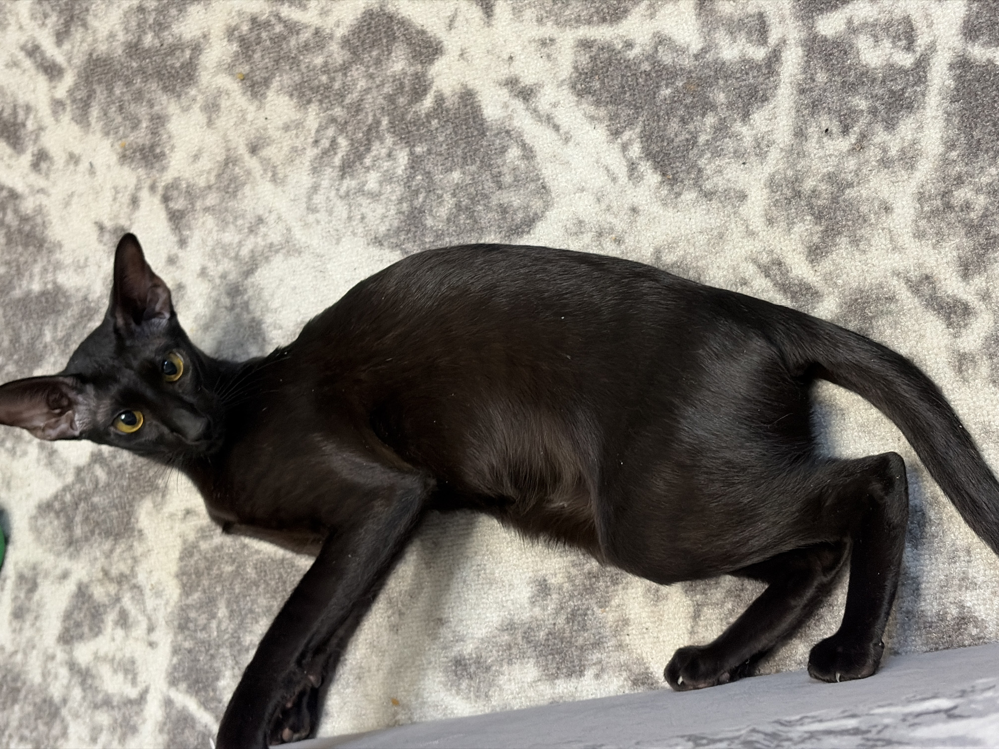 A black cat with yellow eyes is lying on a gray and white patterned carpet. The cat is oriented diagonally across the frame, with its head in the upper-left corner and its tail in the lower-right. The cat's body is elongated and slender, typical of an Oriental Shorthair breed. Its legs are outstretched, and its ears are large and pointed. The carpet has a swirling, abstract design. The location is not discernible from the image. No people are visible. There is no indication of the city of Chaikovsky, Russia.