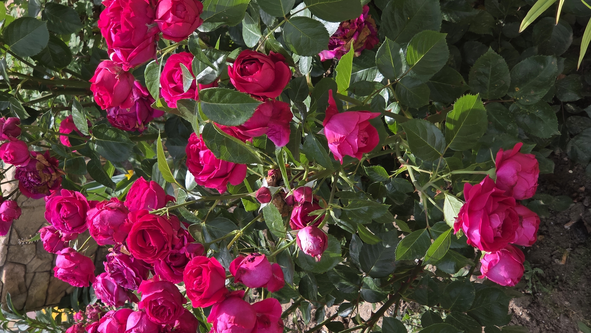 The image shows a close-up of a rose bush with numerous bright pink roses and green leaves. The roses are in various stages of bloom, with some fully open and others still buds. The leaves are lush and appear healthy. In the background, there is a stone wall and some dry earth. The scene is outdoors, likely in a garden or park. The location is identified as Pivdenne, Ukraine. There are no people or animals visible in the image. The overall impression is one of vibrant natural beauty.