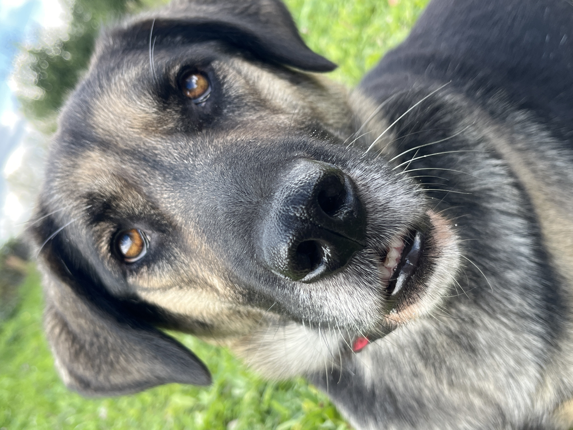 The image is a close-up portrait of a dog's face, taken outdoors in a grassy area. The dog has brown eyes, a black nose, and mixed grey and black fur. Its mouth is slightly open, revealing a few teeth and its tongue. A small red object, possibly part of a collar, is visible near its neck. The background is blurred green grass, suggesting a park or backyard setting. There is no indication of the location being Nizhny Tagil, Russia.
