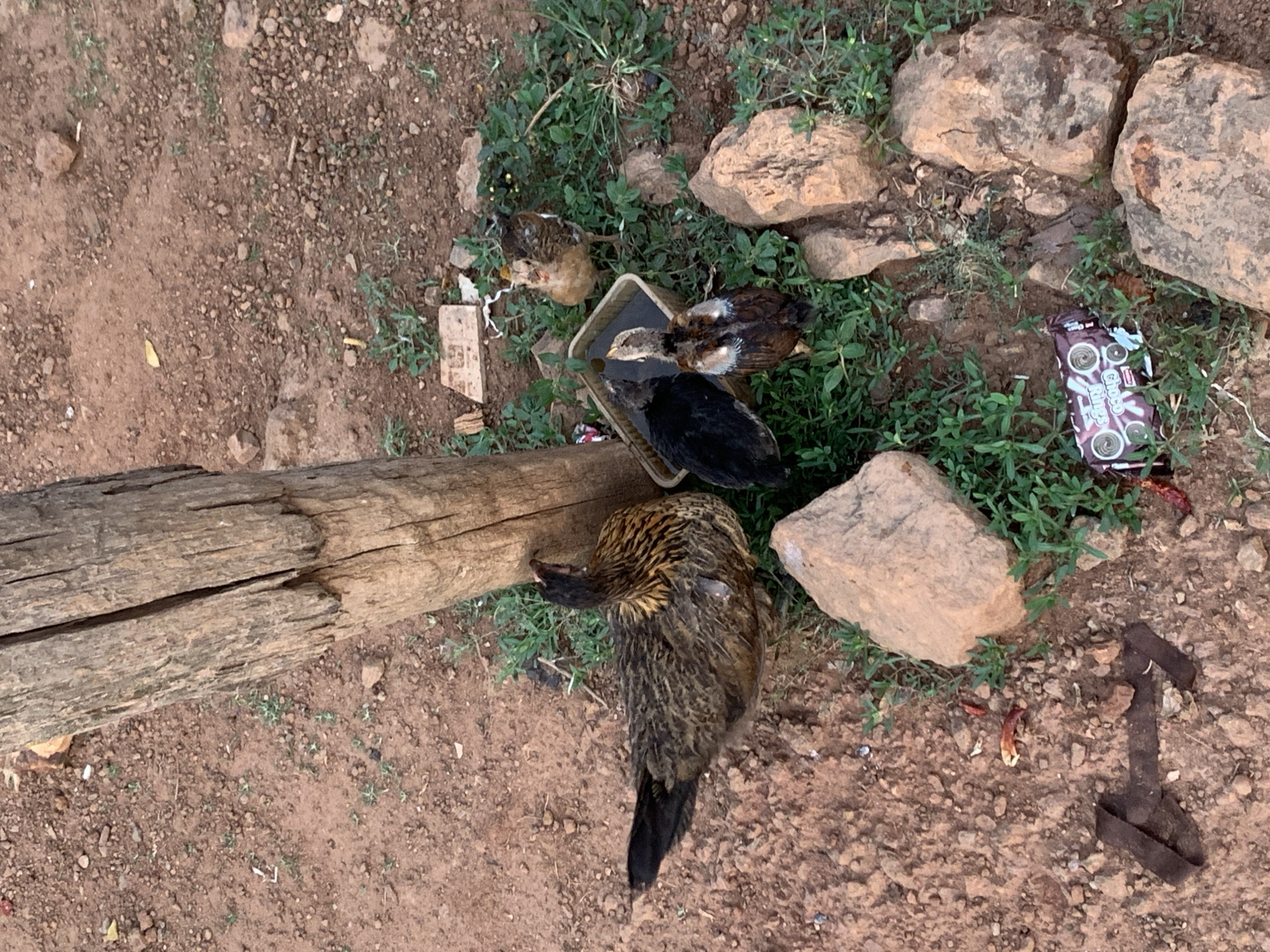 The image shows a rural scene in Ilorin, Nigeria. A mother hen stands near a trough of water where three chicks are drinking. The ground is dry, reddish-brown dirt scattered with rocks and sparse vegetation. A split log lies to the left of the hen. A discarded chocolate bar wrapper is visible near the rocks on the right. A rusty metal object lies on the ground in the lower right corner.