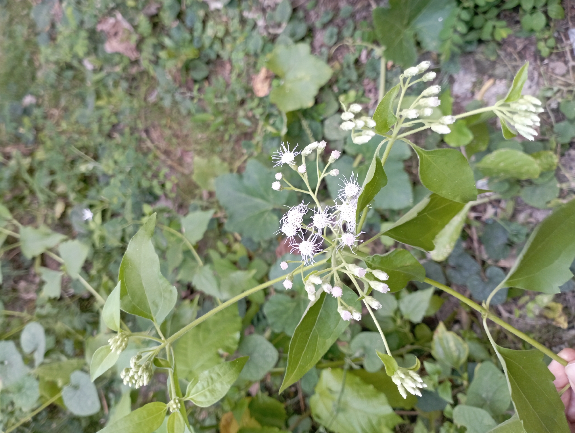 In Sembung Anyar, Indonesia, a close-up, vertical shot captures a plant with small white flowers and green leaves against a blurred background of foliage. The plant is in the foreground, with its stems and leaves taking up a significant portion of the frame. The flowers are delicate and appear to be in various stages of bloom, with some fully open and others still in bud. The leaves are a vibrant green, and some show signs of natural imperfections. The overall impression is one of natural growth in an outdoor, uncultivated setting.