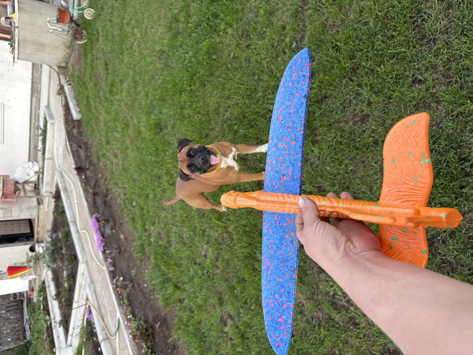 A person holds an orange and blue toy airplane in their hand in a grassy yard. A tan boxer dog stands in the background, looking towards the airplane. In the distant background, there is a building and a decorative bicycle planter. The location is most likely a residential backyard in Chaikovsky, Russia.