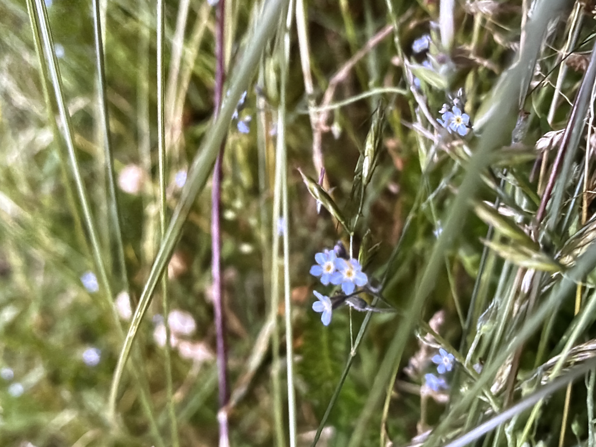 The image is a close-up, shallow depth-of-field photograph of small blue flowers with yellow centers, identified as forget-me-nots, interspersed with green grass and blades. The flowers are located in the lower-middle portion of the frame, with some appearing in clusters and others as single blooms. The background is blurred, showing a soft green and brown texture consistent with a natural outdoor environment, possibly a field or meadow. The lighting suggests it is daytime, with soft illumination that highlights the delicate details of the flowers and grass. There are no people or man-made objects visible. The scene is tranquil and natural.