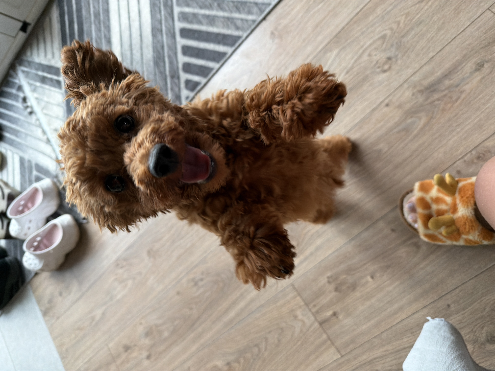 A small, fluffy, brown dog is standing on its hind legs on a wooden floor, facing the camera with its mouth open. The dog's front paws are raised in front of its chest. In the background, there is a gray and white striped rug, a pair of white slippers, and a person's foot wearing a giraffe-patterned slipper. The image appears to have been taken indoors, possibly in a home. The location in the city of Sofia, Bulgaria is not determinable from the image.