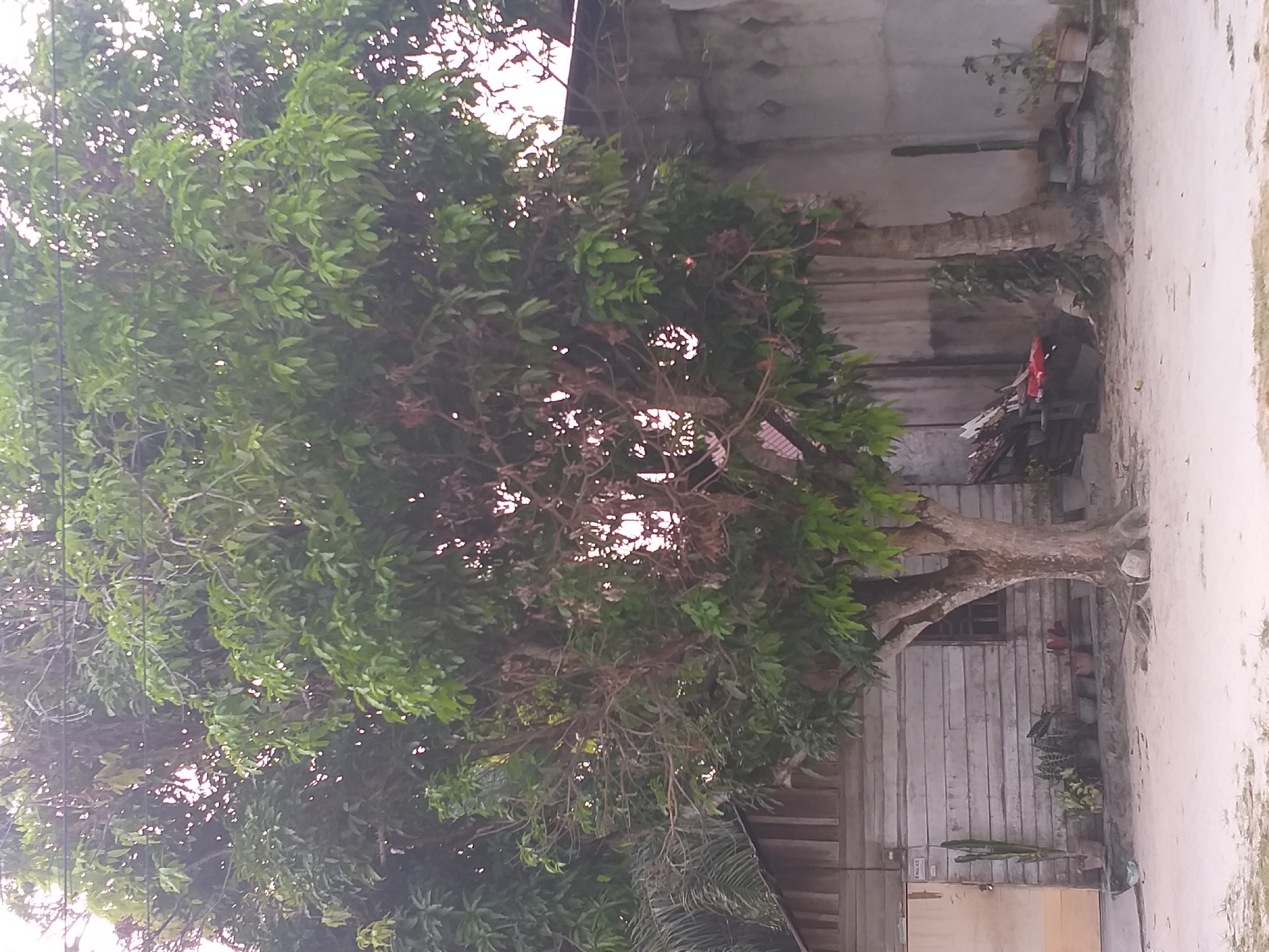 In the city of Air Jamban, Indonesia, a tall tree with dense green foliage dominates the foreground of the image. The tree is situated on a sandy, unpaved area. To the left, a wooden structure, possibly a house or storage shed, is visible with horizontal planks and a light-colored door. A tall cactus stands next to the entrance of this structure. Several potted plants are arranged on a raised platform in front of the wooden building, and a few more pots are scattered in front of a concrete wall on the right. The concrete wall appears weathered and has some patterned designs. Behind the main tree, a portion of a building with a corrugated roof is discernible. The scene suggests a rural or semi-rural residential area with a focus on natural elements and simple architecture.