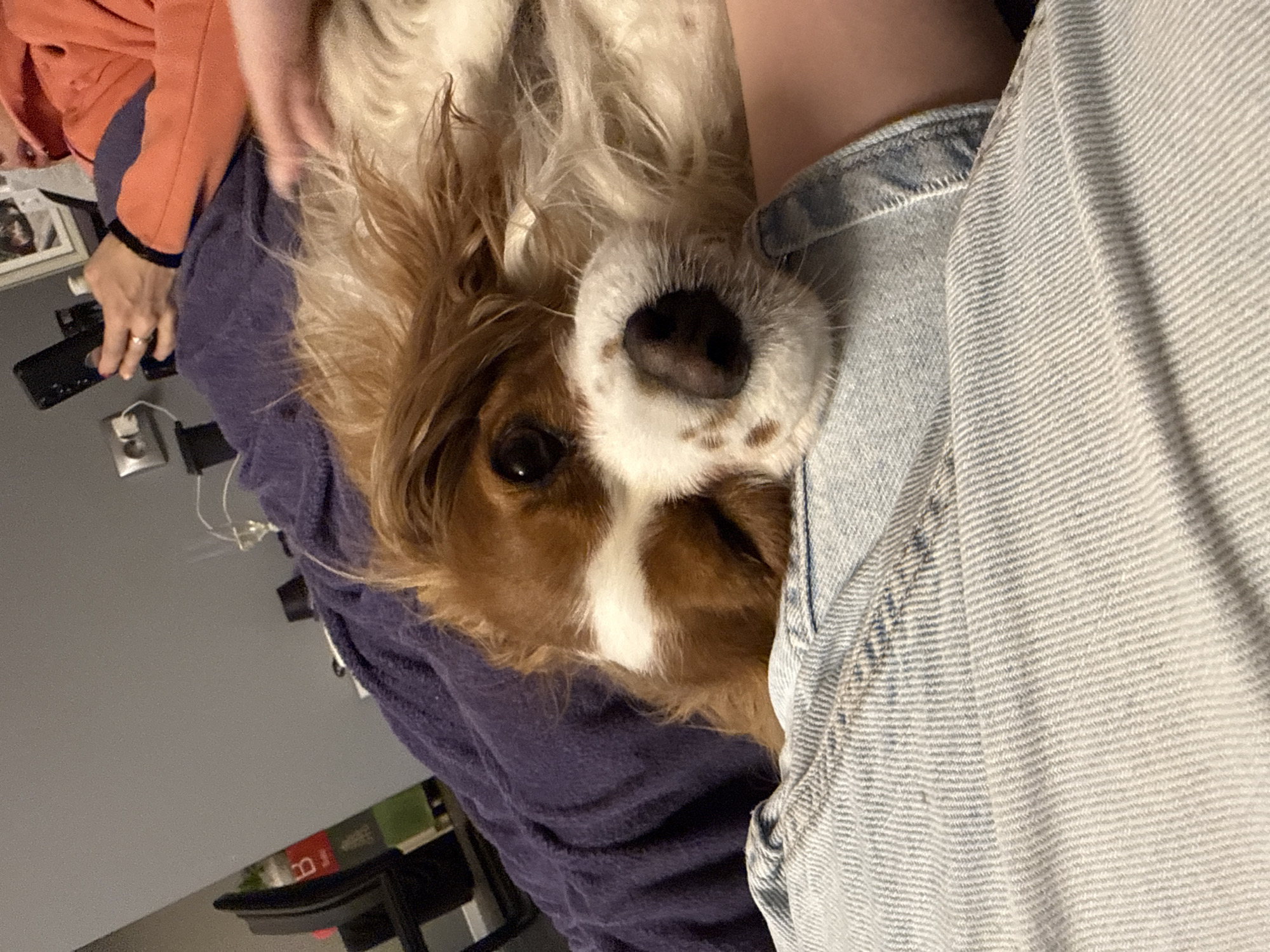 A close-up, angled shot features a Cavalier King Charles Spaniel dog resting partially on a person's lap, possibly indoors. The dog has brown and white fur with a prominent black nose. The person is wearing a light blue denim shirt or jacket on the right and an orange sweater on the left. A dark blue or purple soft fabric is under the dog. In the background, there are indistinct items, including a dark-colored chair and what seems to be an electrical outlet and cords. Without further information, the location in Sofia, Bulgaria, cannot be determined.