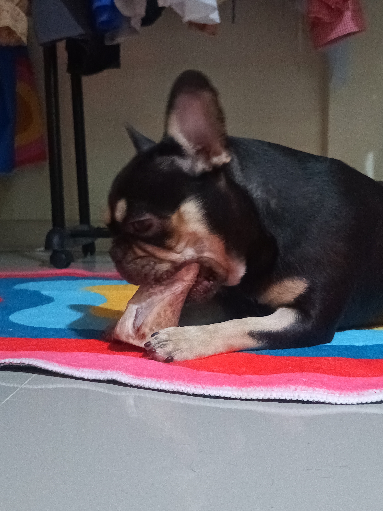 A black and tan French bulldog is lying on a colorful mat, gnawing on a bone. The mat has blue, yellow, red, and pink stripes. The floor is gray and reflective. In the background, there is a metal clothing rack with clothing items hanging on it. The location is likely Ban Nong Khon, Thailand.