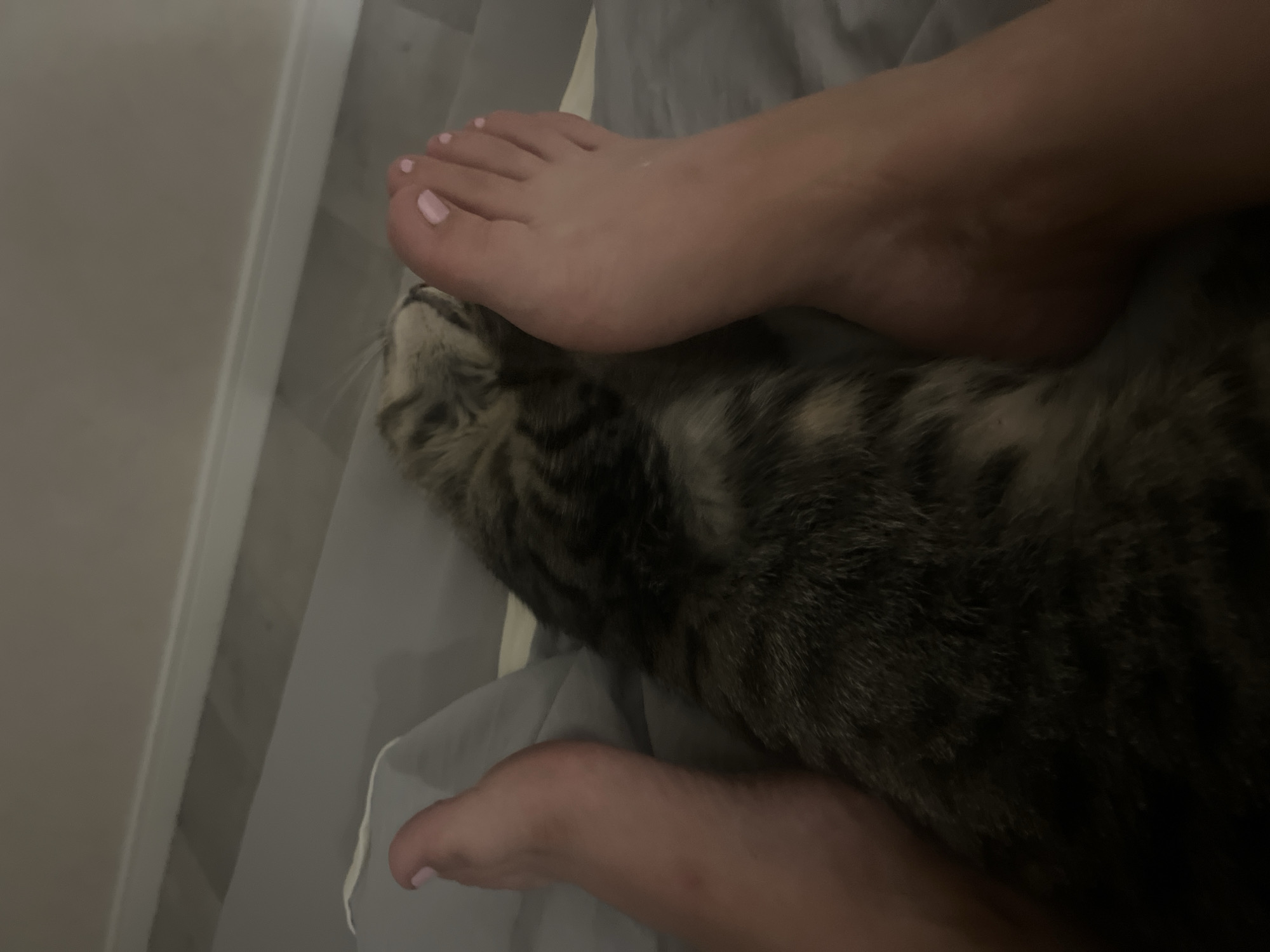 In an indoor setting, likely a bedroom, a tabby cat lies nestled between two human feet on a grey bed. The cat's head is resting on one of the feet. Both feet are visible from the ankles down. The toenails on both feet are painted a light pink color. The flooring in the background appears to be light-colored wood. The scene is dimly lit. There is no information provided about the specific location in Kremenchuk, Ukraine.