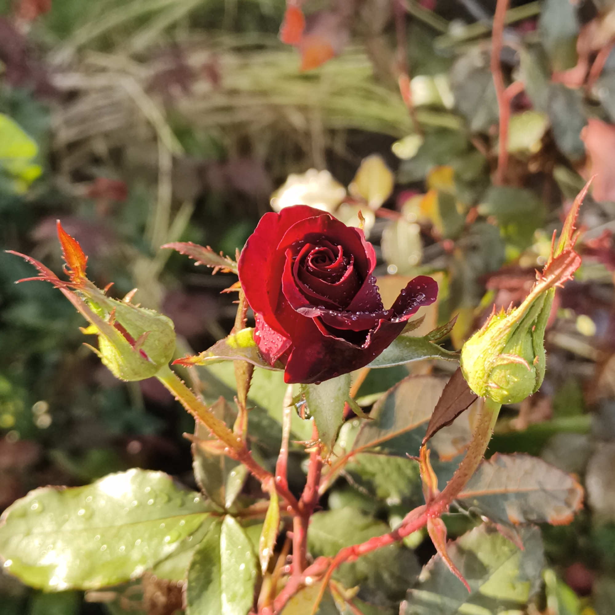 A close-up, high-angle outdoor shot captures a dark red rose in the foreground, with water droplets clinging to its velvety petals. The rosebud is unfurling, revealing its tightly coiled center. To the left and right of the rose, two green rosebuds with red tips are visible, also glistening with water. The plant's stem and leaves are a mix of green and reddish hues, with sharp thorns adorning the stem. The background is softly blurred, showing hints of green foliage, dry grasses, and possibly other plants with red and yellow leaves, suggesting a garden or park setting during autumn. The lighting is natural, with sunlight highlighting the dew on the rose and casting subtle shadows. There are no people or animals present in the image. The scene depicts a natural, serene moment focused on the beauty of the rose and its surrounding plant life, possibly captured in a garden in Chaikovsky, Russia, during the fall season.