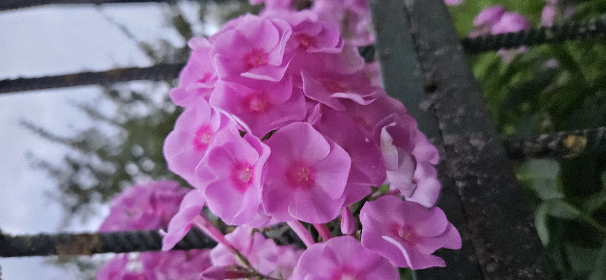 A close-up, vertical shot captures a cluster of vibrant pink phlox flowers in bloom. The flowers are arranged in a dense, rounded cluster, with individual blossoms showing five distinct petals and a bright pink center. The petals are slightly curled and layered, creating a sense of depth and texture. In the background, out-of-focus dark green foliage and a pale, overcast sky are visible. Two dark, vertical metal bars, likely part of a fence, run along the left and right edges of the frame, partially obscuring the flowers and background. A rough, weathered dark gray surface, possibly a stone wall or aged fence, runs horizontally across the lower portion of the image, with the flowers extending over it. The overall scene is one of natural beauty, with the vibrant flowers offering a splash of color against a muted backdrop. The location is identified as Vitebsk, Belarus.