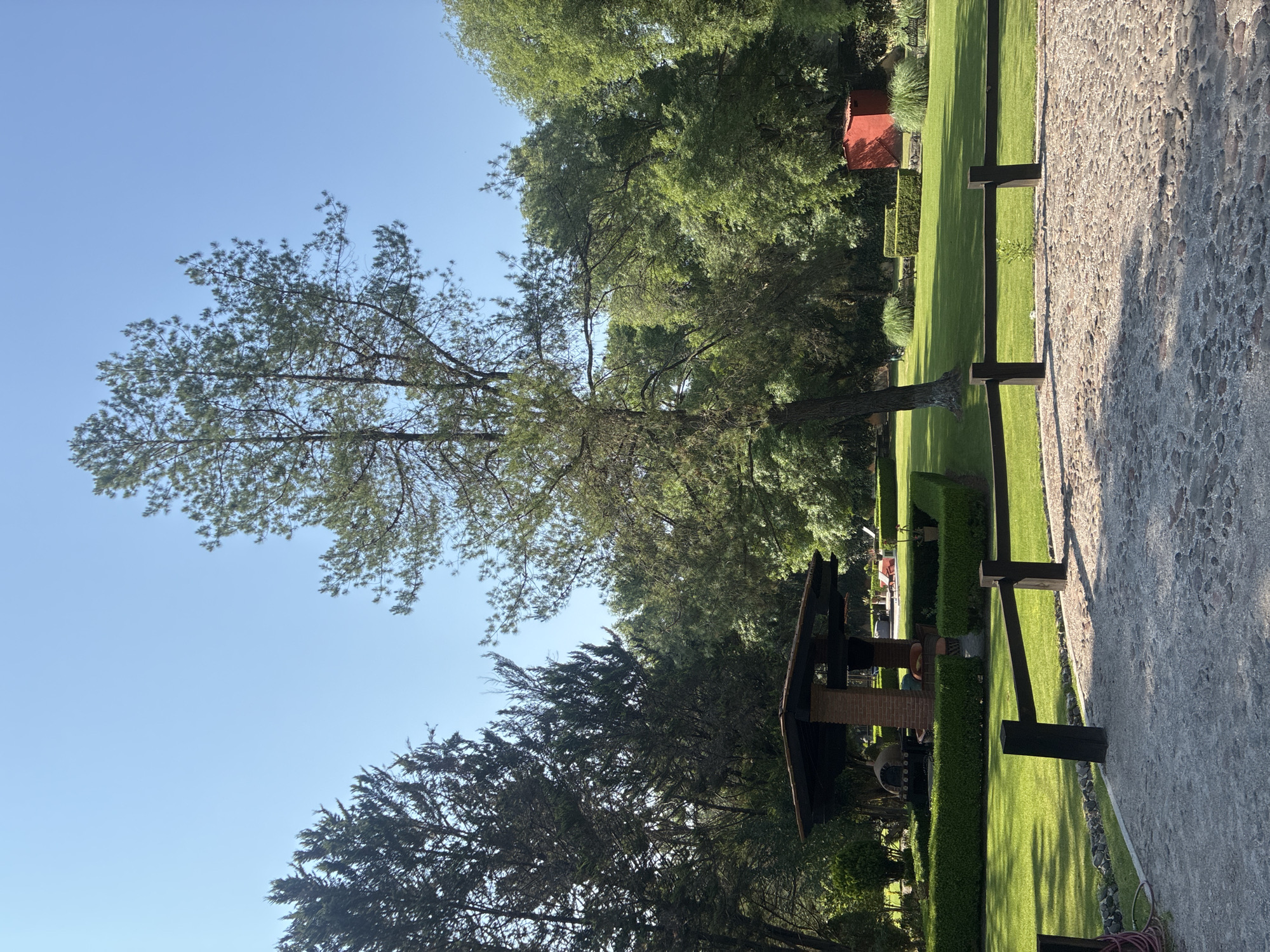 The image depicts a landscape scene, presumably in Cañada de Madero, Mexico. The sky is clear and blue. A tall, slender tree with sparse foliage stands prominently, contrasting with a denser, darker evergreen tree in the foreground. In the background, lush green grass stretches across a manicured lawn, bordered by a dark brown wooden fence. A structure with a dark roof and brick pillar is visible. The edge of a stone path is visible on the right side of the frame.