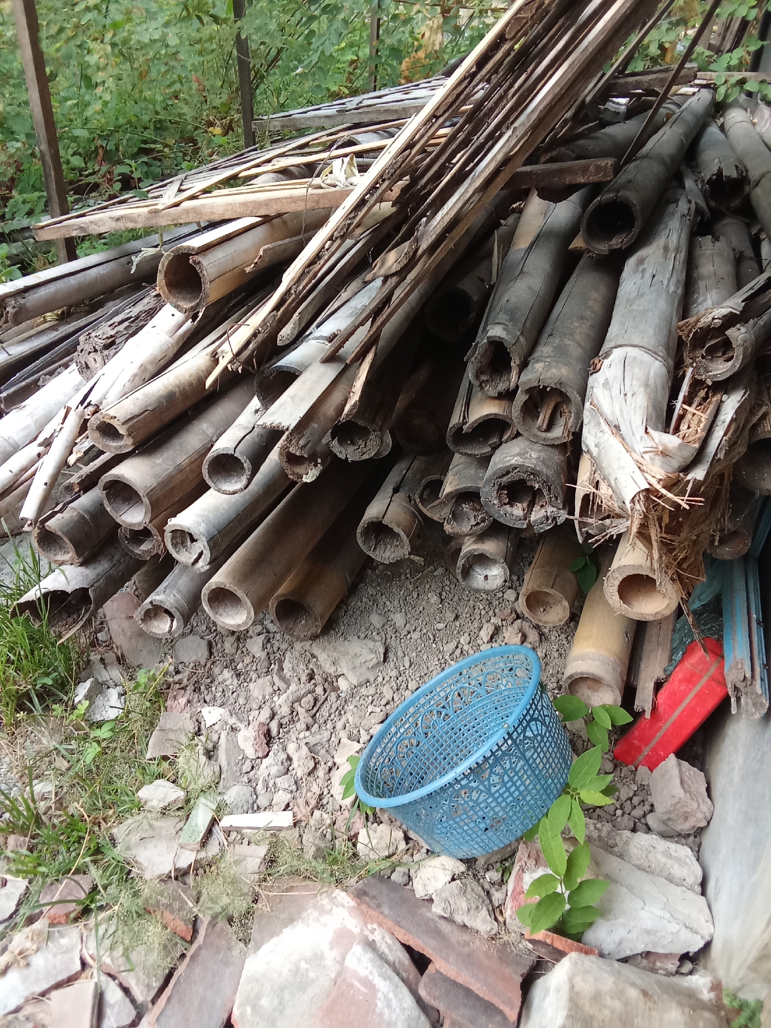 A pile of cut bamboo stalks and wooden planks lies on the ground amidst debris. In the foreground, a blue plastic basket is placed on the ground near some green foliage and broken terracotta tiles. In the background, lush green vegetation is visible. The scene appears to be an outdoor area in Beji, Indonesia, possibly a backyard or a construction site.
