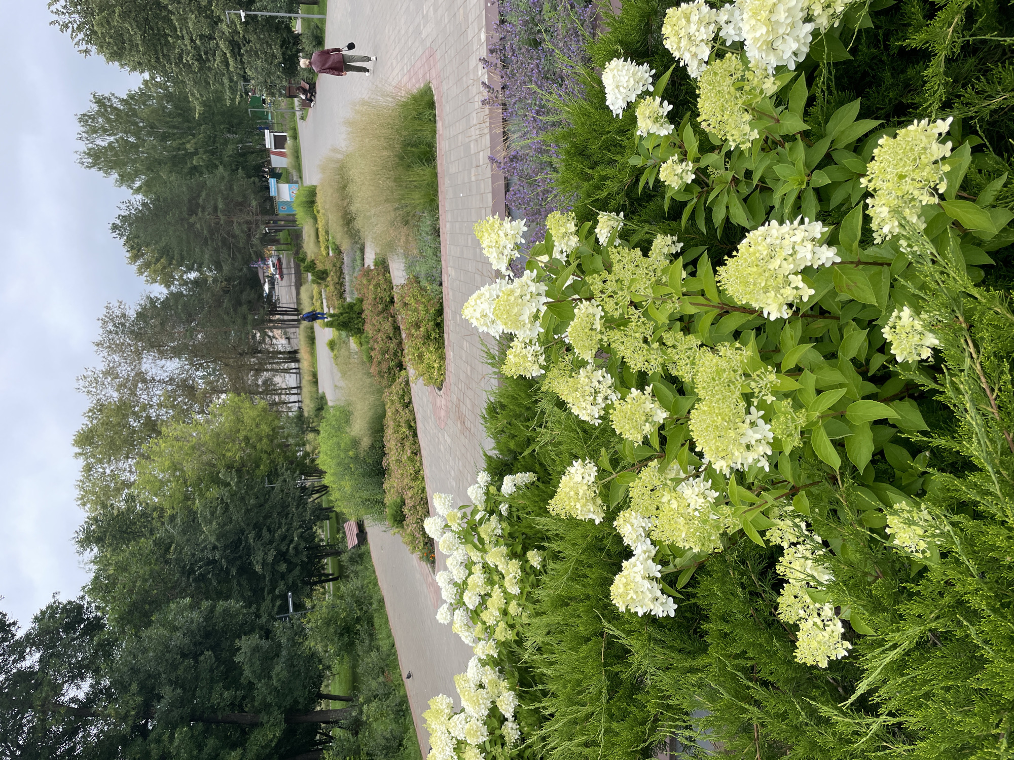 The image depicts a paved walkway in a park in Kirov, Russia, with an area of manicured landscaping featuring white hydrangeas, green shrubs, and purple flowers. In the background, several trees line the park, with more distant buildings and structures visible. A woman in a maroon jacket and dark pants walks away from the camera on the path, while another person, a man with a blue backpack, walks in the opposite direction. Park benches are visible in the distance, some occupied. The sky is overcast.