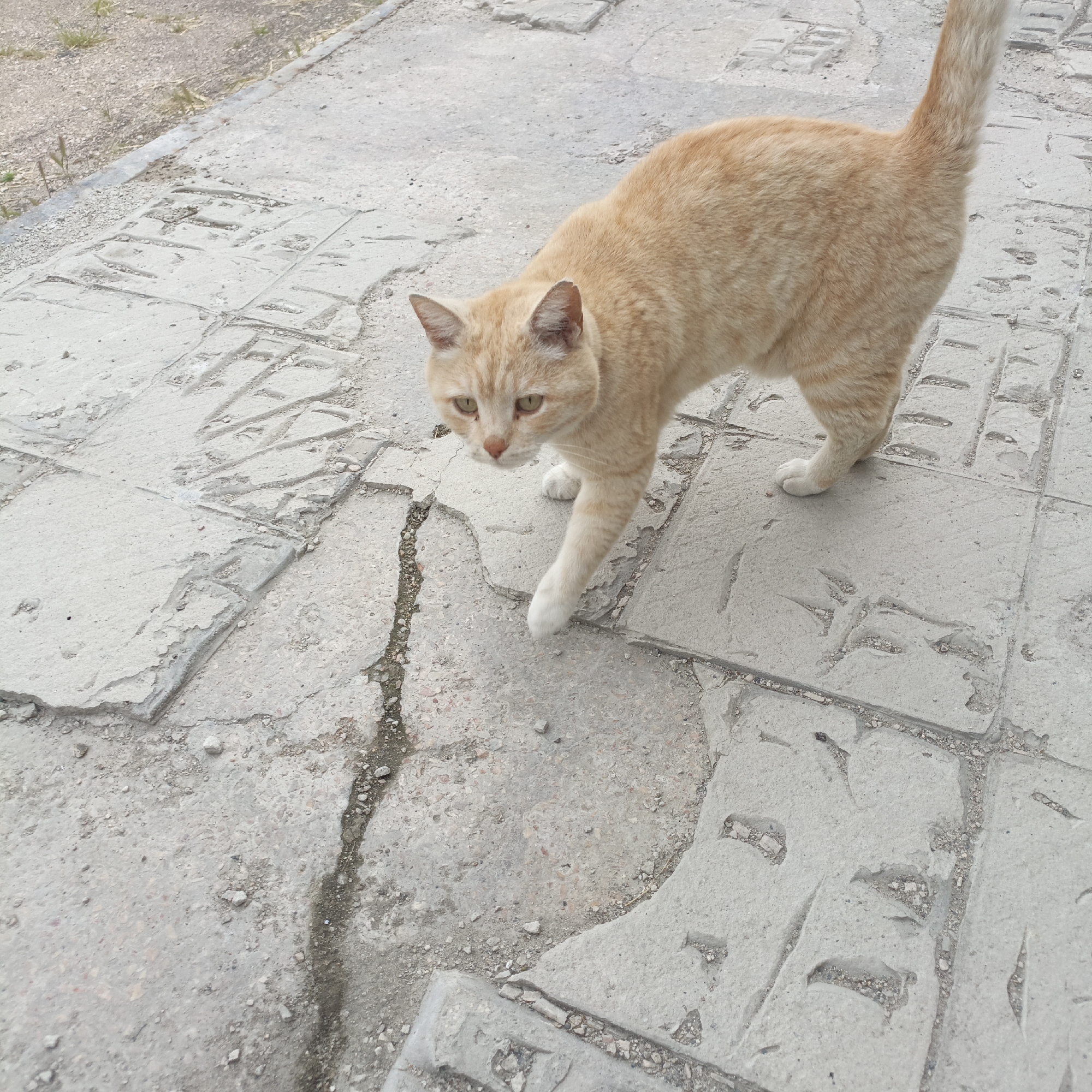 A domestic, short-haired, orange tabby cat stands on a cracked, gray concrete walkway in what appears to be an urban setting. The cat has white paws, a light orange face, and a tail held upright. The walkway shows signs of wear and tear, with fractured concrete pieces and filled cracks. The upper left corner suggests a transition to another surface with grass or dirt. The scene likely depicts a street or park in a city, possibly in Sevastopol, Ukraine, based on the prompt.