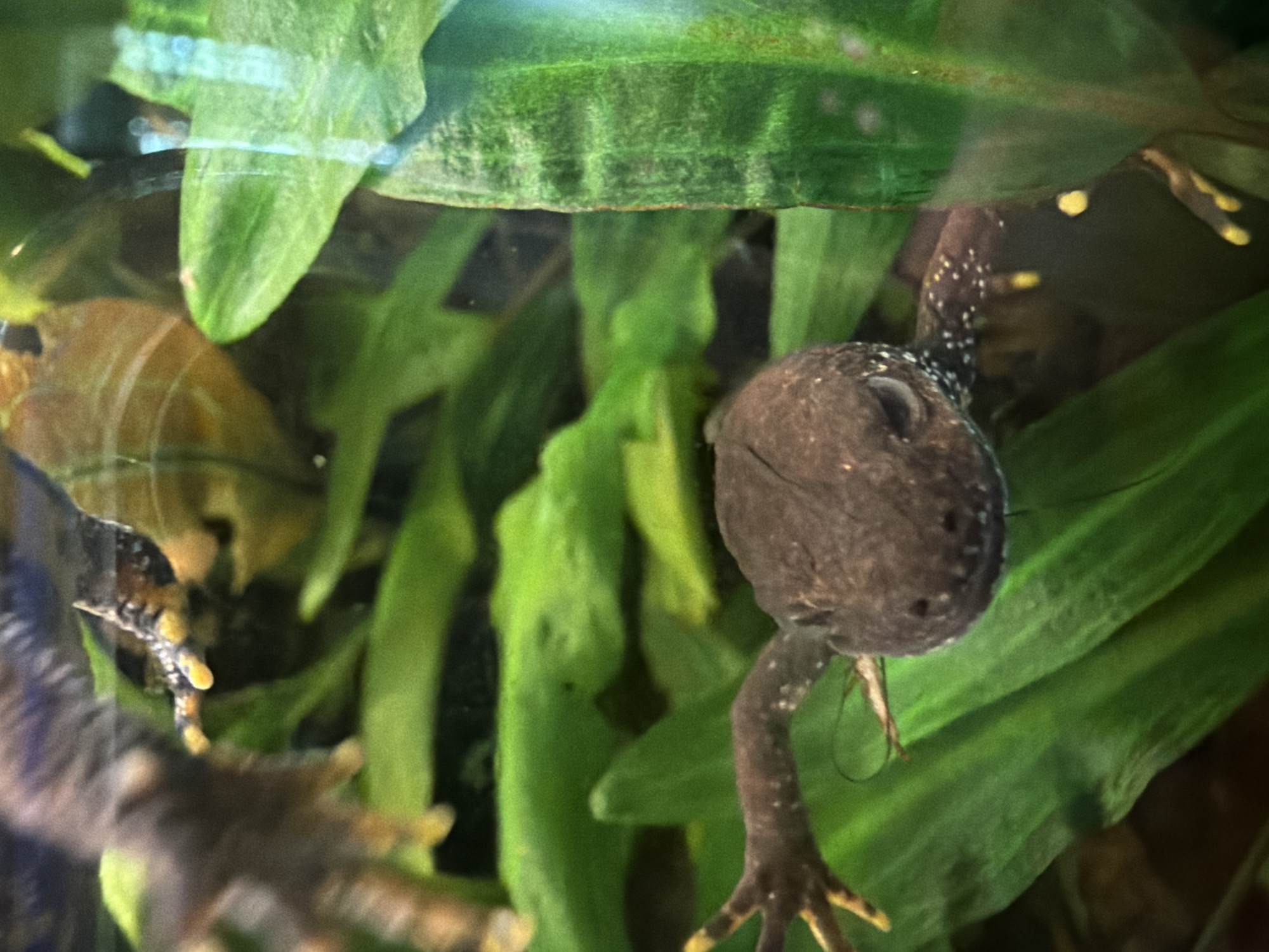 An aquatic creature, possibly a newt or salamander, is partially submerged in water, surrounded by lush green aquatic plants. The creature's head is prominent, with dark skin and visible eyes. Its limbs, featuring yellow-tipped digits, are also visible, along with white speckles on its body. The overall environment suggests an aquarium or natural aquatic habitat. There is no information available regarding its location in Riga, Latvia.