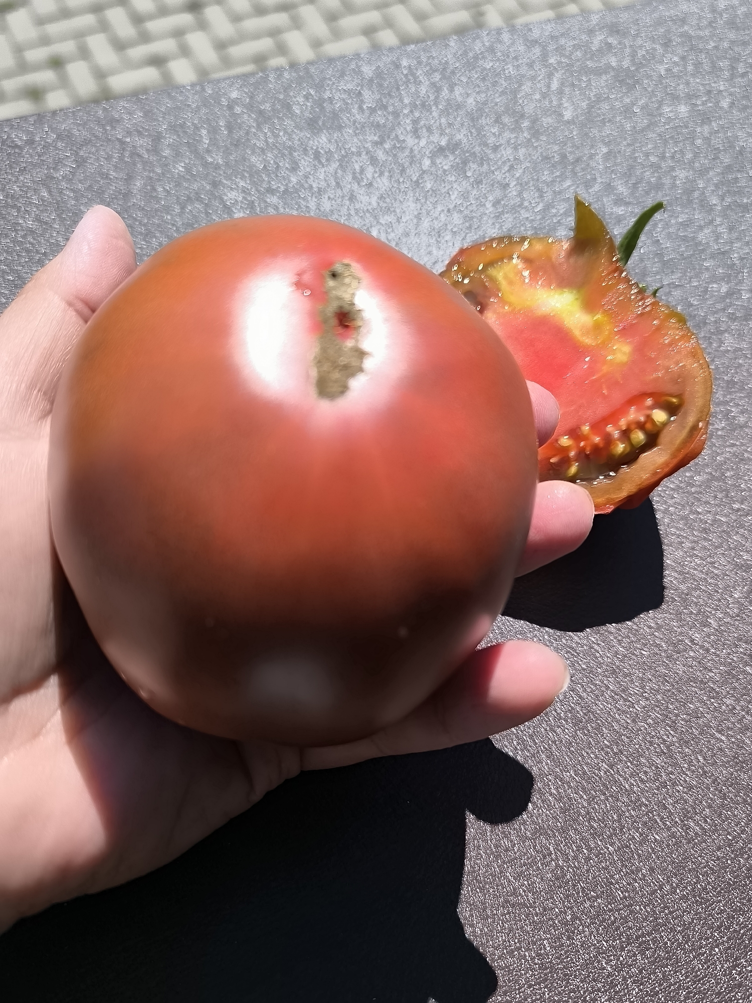 A person is holding a dark red tomato, which is cut in half. The tomato is resting on a dark gray textured surface. In the background, a light-colored patterned surface is visible. The scene is illuminated by sunlight, casting shadows. The image was taken in Dercekliai, Lithuania.