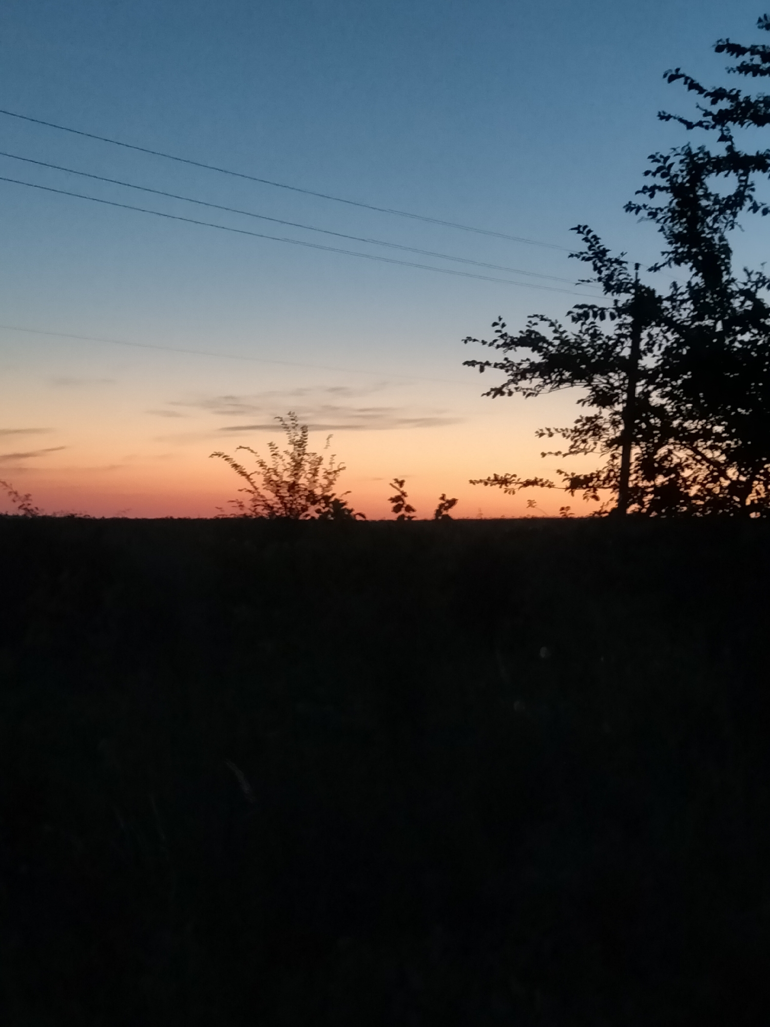 This is a photograph taken at dusk in Zherebkove, Ukraine. The image depicts a rural landscape silhouetted against a twilight sky. The sky transitions from a deep blue at the top to a soft orange and pink hue near the horizon. Three thin, dark power lines stretch horizontally across the upper portion of the frame. On the right side of the image, the silhouette of a deciduous tree with dense foliage is prominent. To the left of this tree, a smaller, bush-like plant is also silhouetted. The lower half of the image is dominated by a dark, indistinct silhouette of vegetation and possibly fields. The overall scene conveys a sense of quiet and natural beauty as daylight fades.