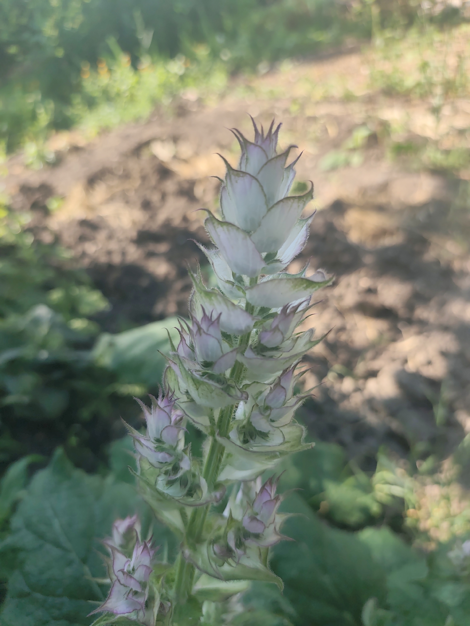The media file is a close-up, eye-level shot of a Clary sage plant, Salvia sclarea, in bloom. The plant's stalk is vertical and fills the majority of the frame. Its flowers are arranged in whorls along the stalk, with each flower consisting of layered, pale green bracts that are tinged with pink and purple. The bracts are pointed and have fine hairs along their edges, giving them a somewhat spiky appearance. The flowers themselves are small and partially enclosed by these bracts. The plant's large, textured green leaves are visible at the bottom of the frame. The background is softly blurred, showing a patch of brown earth, green foliage, and hints of yellow flowers, suggesting an outdoor setting in a garden or field. The lighting indicates it is daytime, likely sunny, with some lens flare visible at the top left of the image, creating a soft, hazy effect. No people or text are present.