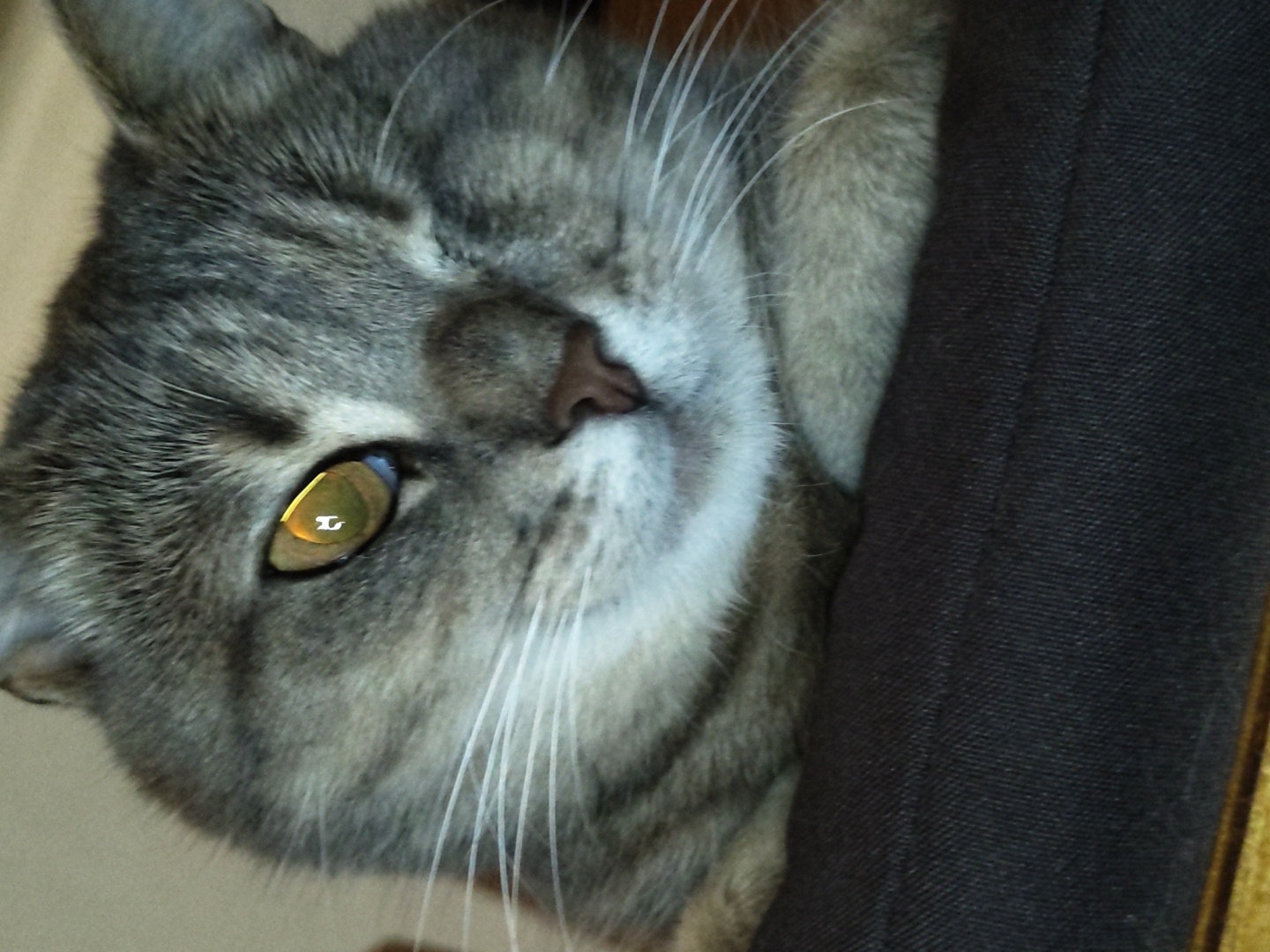 A close-up, eye-level shot focuses on the face of a grey tabby cat resting on a dark-colored fabric surface. The cat is mostly in profile, with its left eye prominently visible and reflecting a bright, golden light that appears to contain a distinct "E" shape. The cat's fur is a mix of grey and black stripes, and its whiskers are long and white. The background is blurred and out of focus, with a light, neutral color. The overall impression is one of a relaxed and possibly curious animal. The image does not provide any clues about its location within a city.