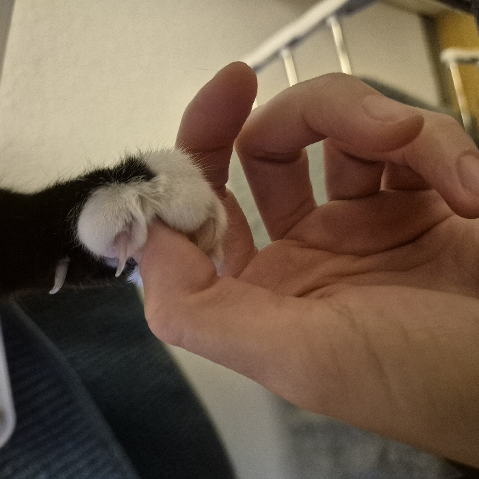A human hand gently holds a black and white cat's paw. The paw is small, with white fur covering the pads and claws. A claw is extended from one toe. The hand has a pale skin tone with visible lines and creases. The background is blurred, showing what appears to be a wall and a chair. The focus is on the interaction between the hand and the cat's paw.