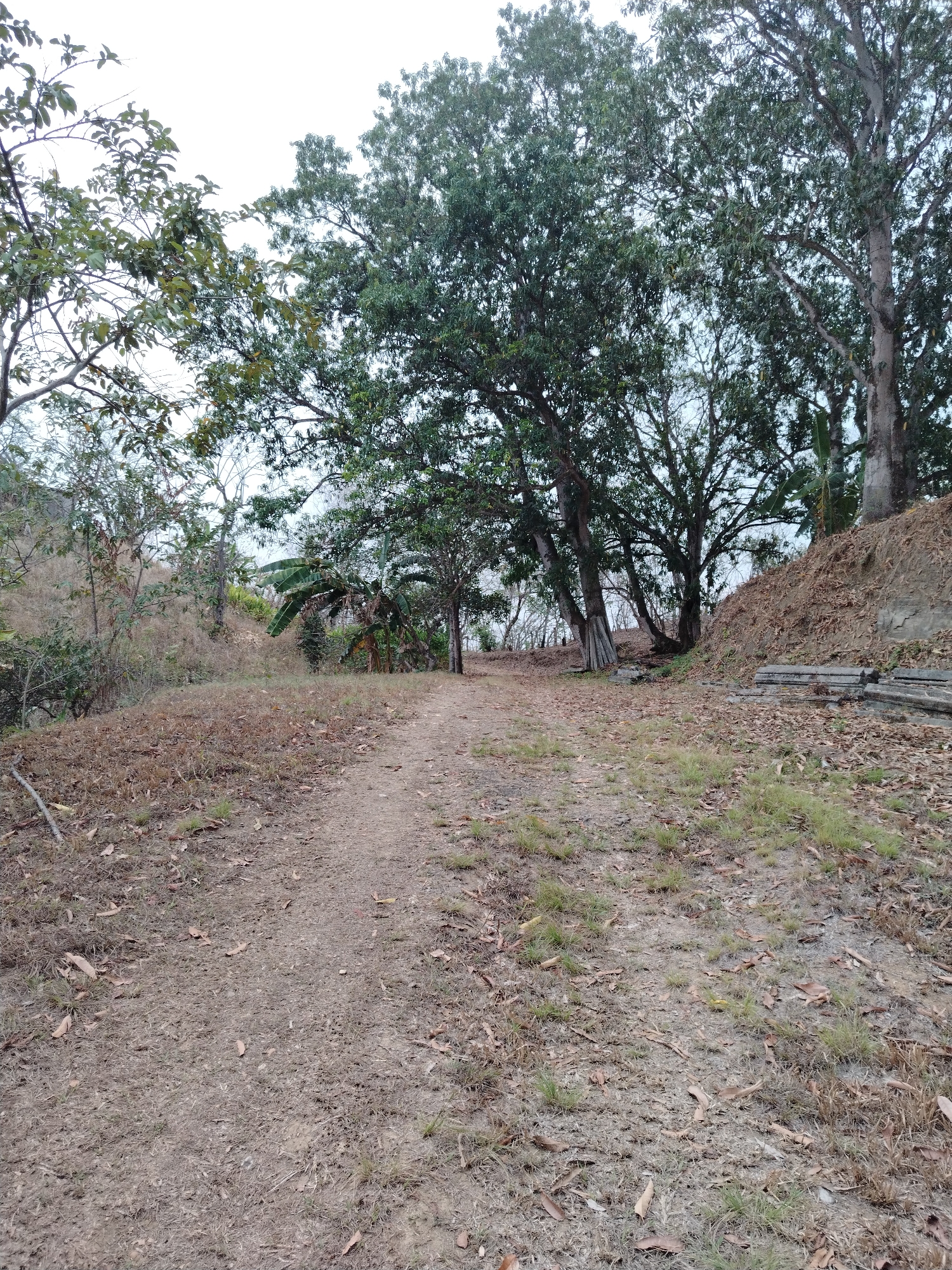 The image shows a dirt path in a wooded area. The path is covered in leaves and small patches of grass. Trees of varying sizes line both sides of the path. Some trees appear to be leaning towards the path. In the background, there is a glimpse of what appears to be open water. There is a pile of logs or weathered planks stacked near the edge of the path, partially covered by leaves.
The location is Los Leoncitos, Venezuela.
There are no people visible in the image. The scene is quiet and natural, suggesting a rural or undeveloped area.