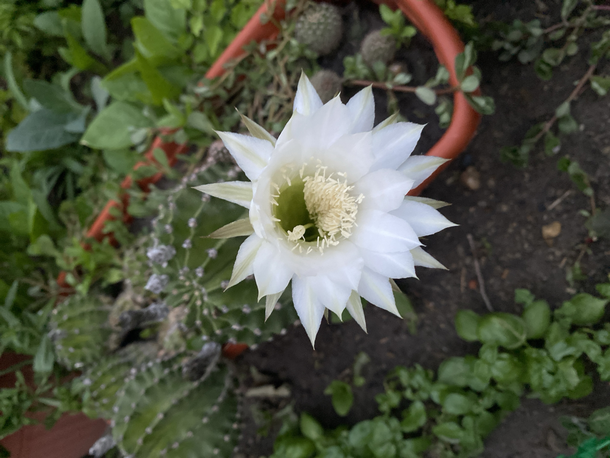 The image displays a close-up, high-angle view of a blooming white cactus flower in the foreground. The flower has multiple layers of delicate white petals surrounding a cluster of yellow stamens. Behind the flower, a cactus plant with ribbed green stems and small spines is partially visible. The background consists of dark soil, green foliage, and an orange planter. There are no people present. The scene appears to be an outdoor garden setting. The image quality is moderate, with some areas appearing slightly blurred. The location is specified as Oktiabrskaya, Russia.
