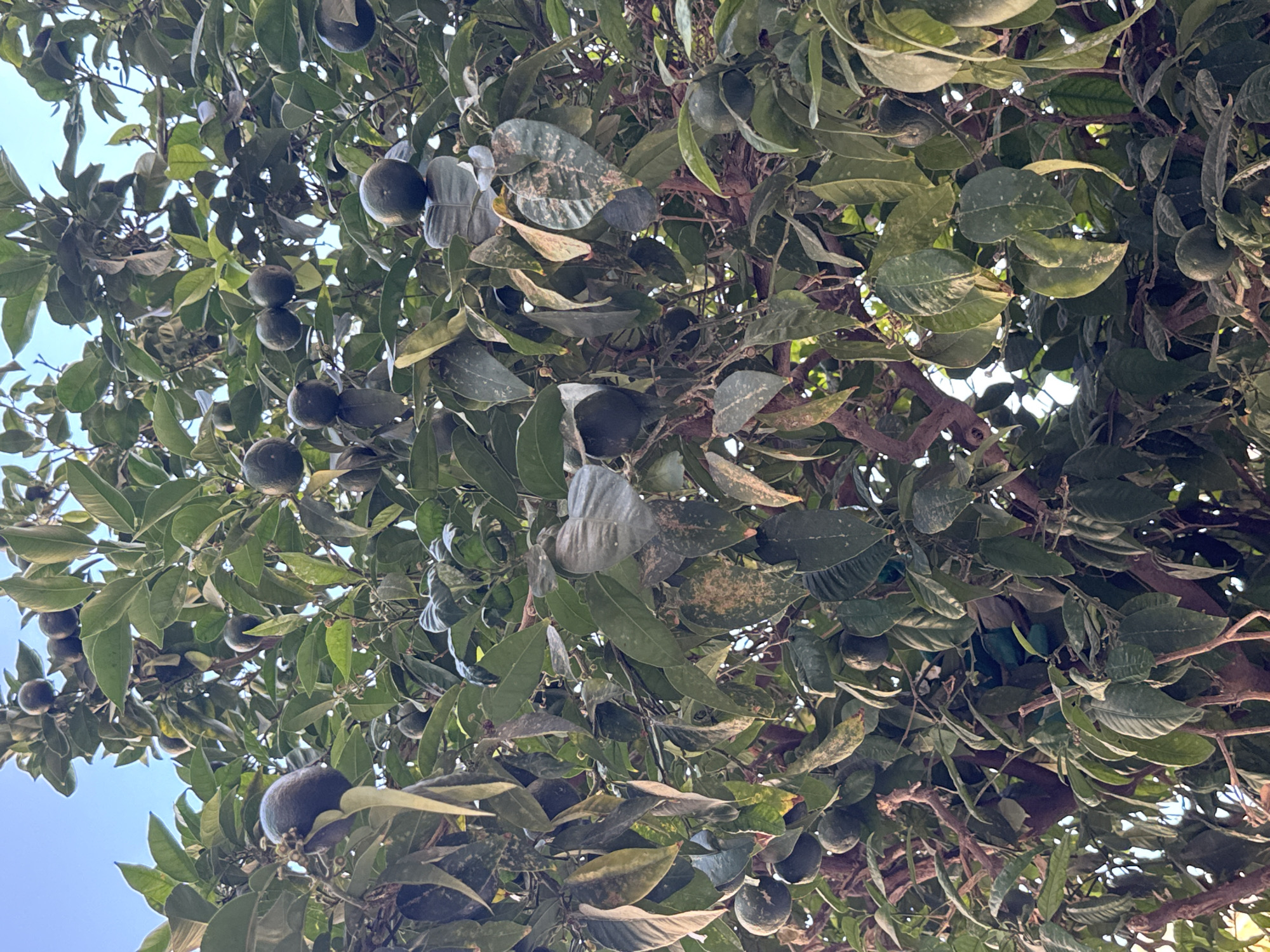 The image shows a close-up view of a citrus tree laden with green fruit and foliage. The tree is densely packed with leaves, some of which show signs of spotting. Several green citrus fruits are visible, appearing round and slightly immature. The branches and twigs of the tree are also prominent. The background consists of a clear blue sky, suggesting an outdoor setting, likely in a warm climate. The lighting indicates it is daytime. This scene is consistent with what one might find in a garden or an orchard in Palma de Mallorca, Spain, known for its Mediterranean climate that supports citrus cultivation.