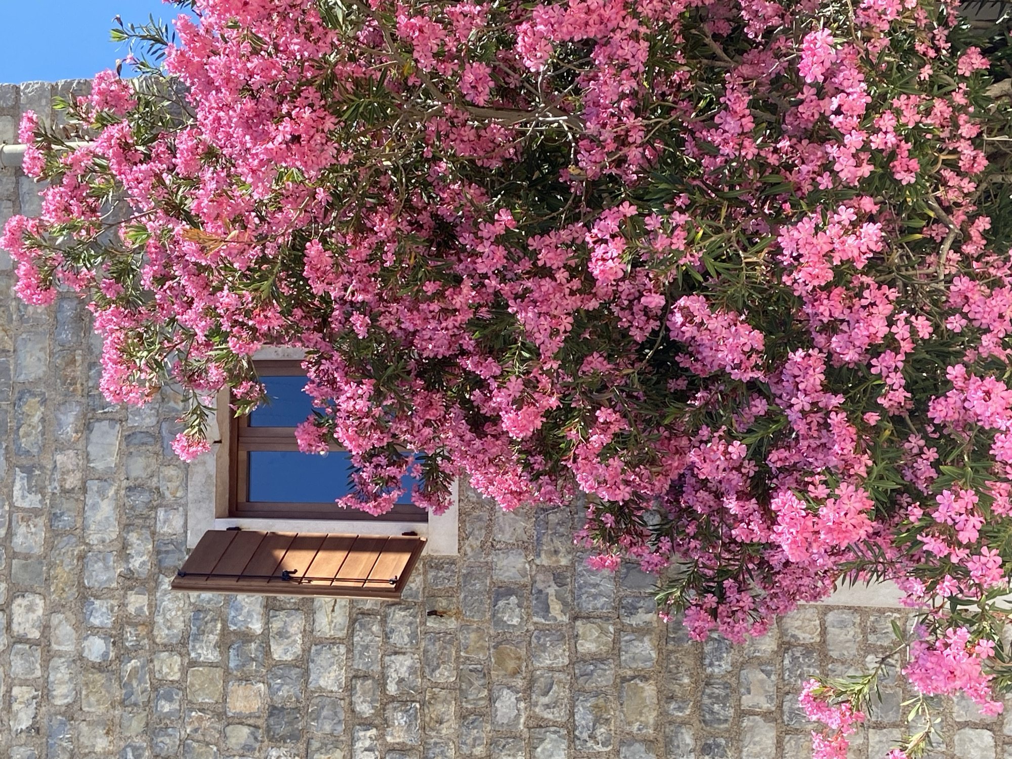 An outdoor, eye-level shot captures a close-up of a blooming pink oleander bush in front of a stone building, with a portion of a window visible on the left. The building is constructed of roughly cut, light gray stones, with visible mortar lines. A wooden window shutter, partially open and made of vertical slats, reveals a glimpse of a window with blue glass. The oleander bush is densely packed with small, bright pink flowers and green leaves, dominating the right and lower portions of the frame. The sky, visible in the upper right corner, is a clear, bright blue. The overall impression is one of natural beauty against a rustic architectural backdrop, likely situated in Petrovac centar, Montenegro, given the stone construction and abundant flowering shrubbery characteristic of the region. There are no people or animals visible in the image.