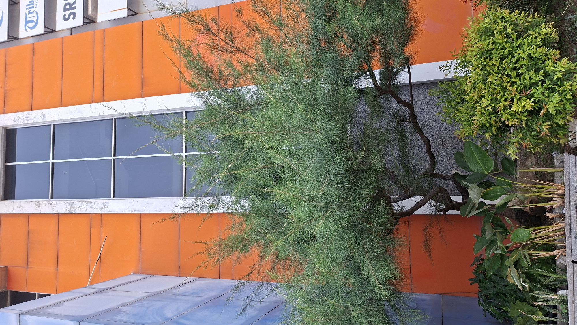 An outdoor, eye-level, medium shot captures a tree with sparse, needle-like green foliage in front of a modern building with an orange facade. The building features a tall, vertical window with a white frame, divided into multiple panes. To the left of the orange facade is a section of a blue structure. Below the tree, various green plants and foliage are visible, including broad-leafed plants in planters. The overall scene suggests an urban setting in Palembang, Indonesia, possibly in front of an office building or commercial establishment. There are no people visible in the image. The lighting appears to be natural daylight.