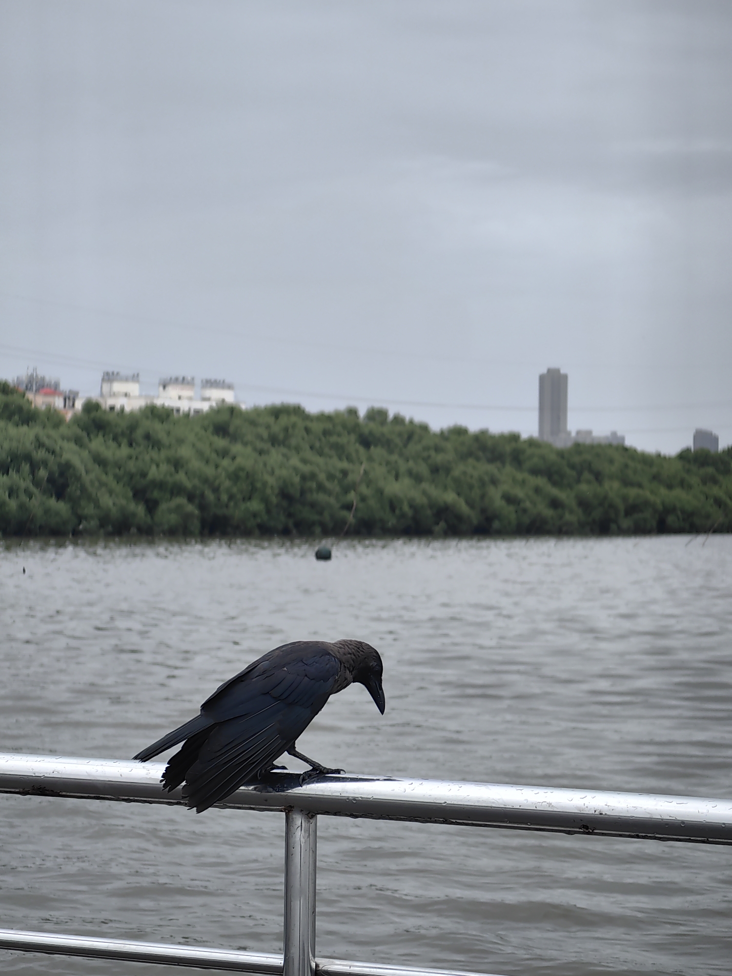 A crow is perched on a silver railing, looking down at the water. The railing is wet, suggesting recent rain. In the background, a dense green forest lines the water's edge, and beyond that, several buildings and a tall skyscraper are visible. The sky is overcast and gray. The scene is likely located in the city of Gorai, India, known for its coastline and natural beauty.