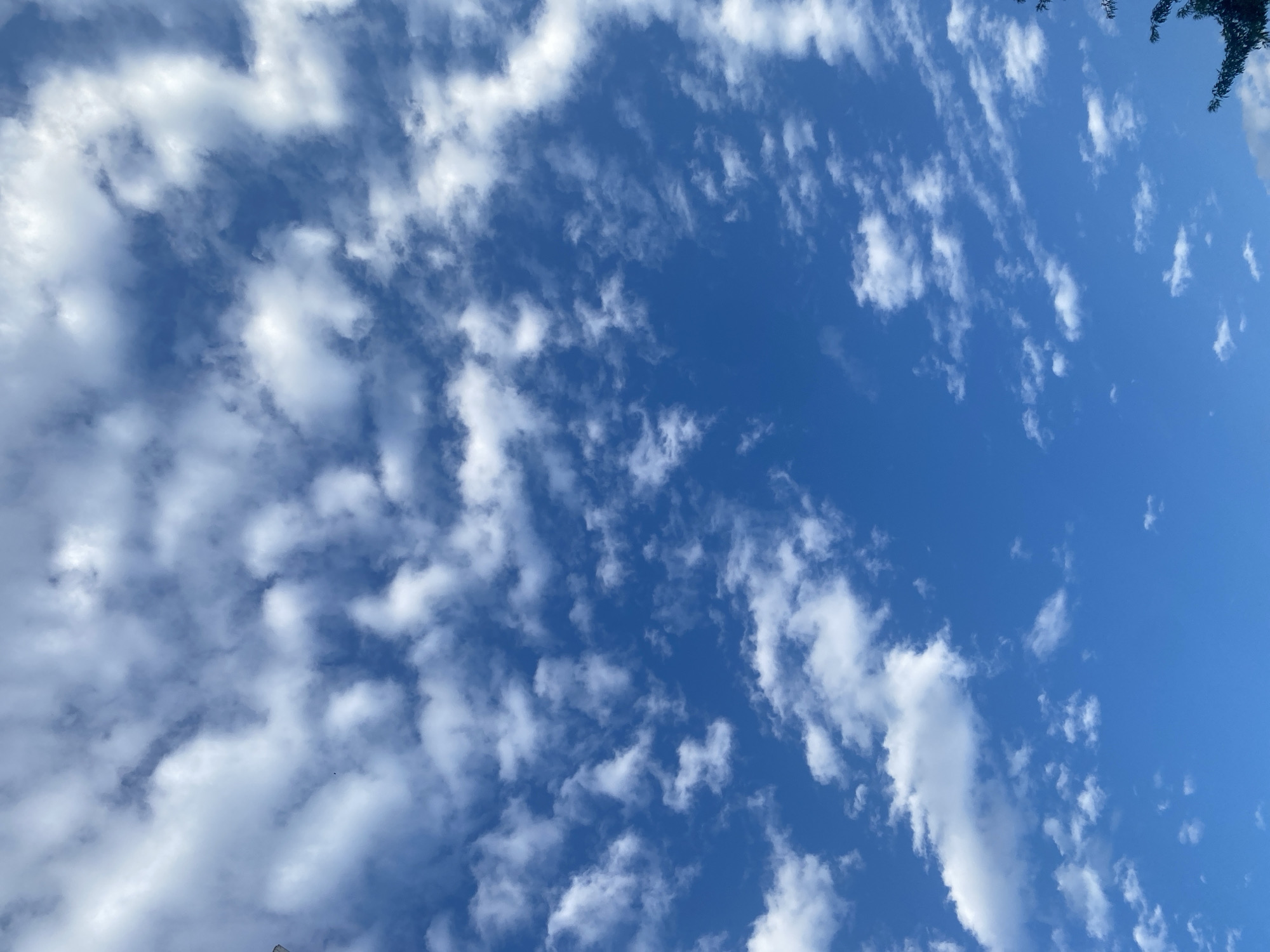 The image is a low-angle shot of a bright blue sky filled with scattered, fluffy white clouds. The clouds vary in size and density, with some appearing more wispy and others more substantial. The sunlight is illuminating the clouds from above, creating highlights and shadows. The lower right corner of the image shows the dark silhouette of tree branches and leaves, suggesting the photo was taken outdoors, possibly from a park or residential area. The overall impression is of a clear, pleasant day. There is no discernible evidence to suggest the specific location within Montreal, Canada, as the image lacks any landmarks or identifying features.