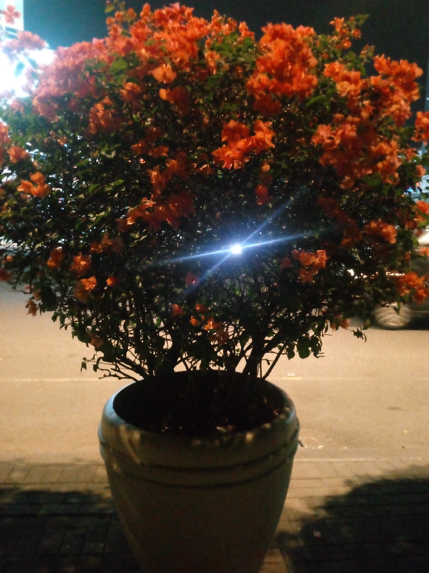 A potted plant with numerous bright orange flowers and green leaves is centered in the frame, situated on a paved surface. The plant is large and bushy, with visible branches and a dark pot. Behind the plant, a street is visible with a blurred car in motion on the right side. The scene appears to be illuminated by artificial lighting, creating a bright lens flare in the center of the image. The paving stones in the foreground are dark, and shadows are cast on the ground. The image was taken in the city of Bitung Jaya, Indonesia.