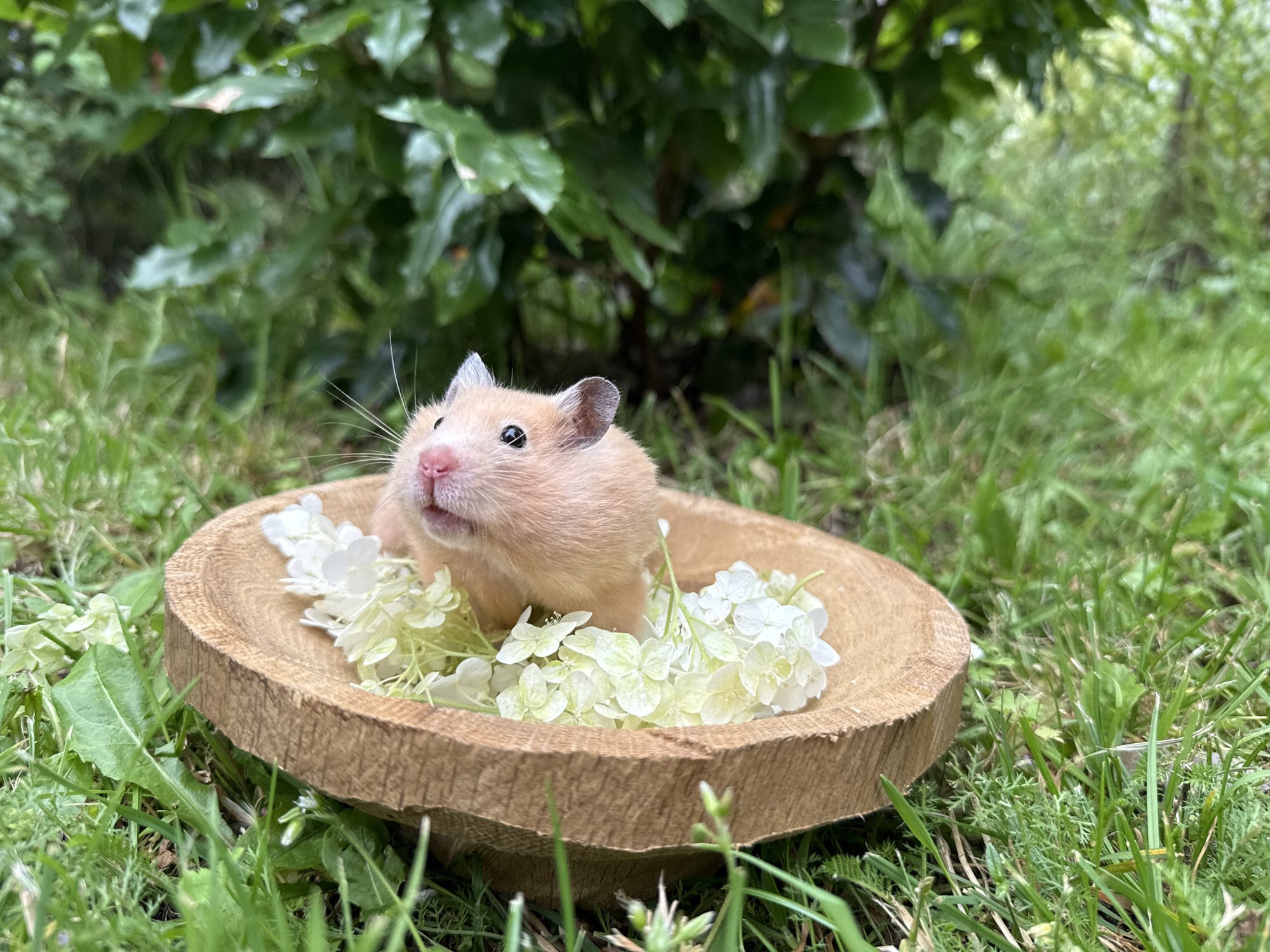 A light brown hamster is seated in a wooden bowl filled with white flowers. The bowl is placed on a grassy area surrounded by green foliage. The background consists of dense green leaves and out-of-focus greenery, suggesting an outdoor natural setting. The hamster is looking upwards and to the left, with its mouth slightly open and whiskers prominent. The image is shot from a low angle, placing emphasis on the hamster and its immediate surroundings. There is no indication of the city of Pastavy, Belarus, in the image.
