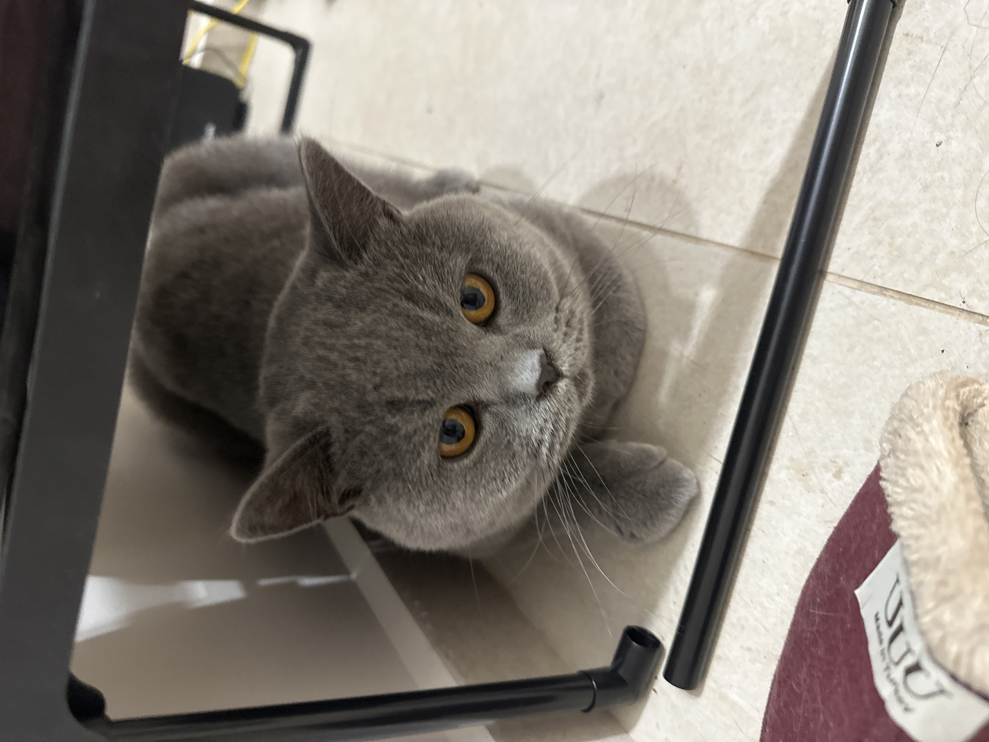 A grey British Shorthair cat with orange eyes is crouched beneath a black metal shelf, looking directly at the camera. The cat is positioned in the center of the frame, with its body partially obscured by the shelf. Its paws are tucked beneath its chest. The floor beneath the cat is tiled and appears to be indoors. In the foreground, to the left, a portion of a burgundy slipper with a white tag is visible. The background shows a wall and some yellow electrical cords. The scene is indoors and does not provide any specific indicators of its location in Ruse, Bulgaria.