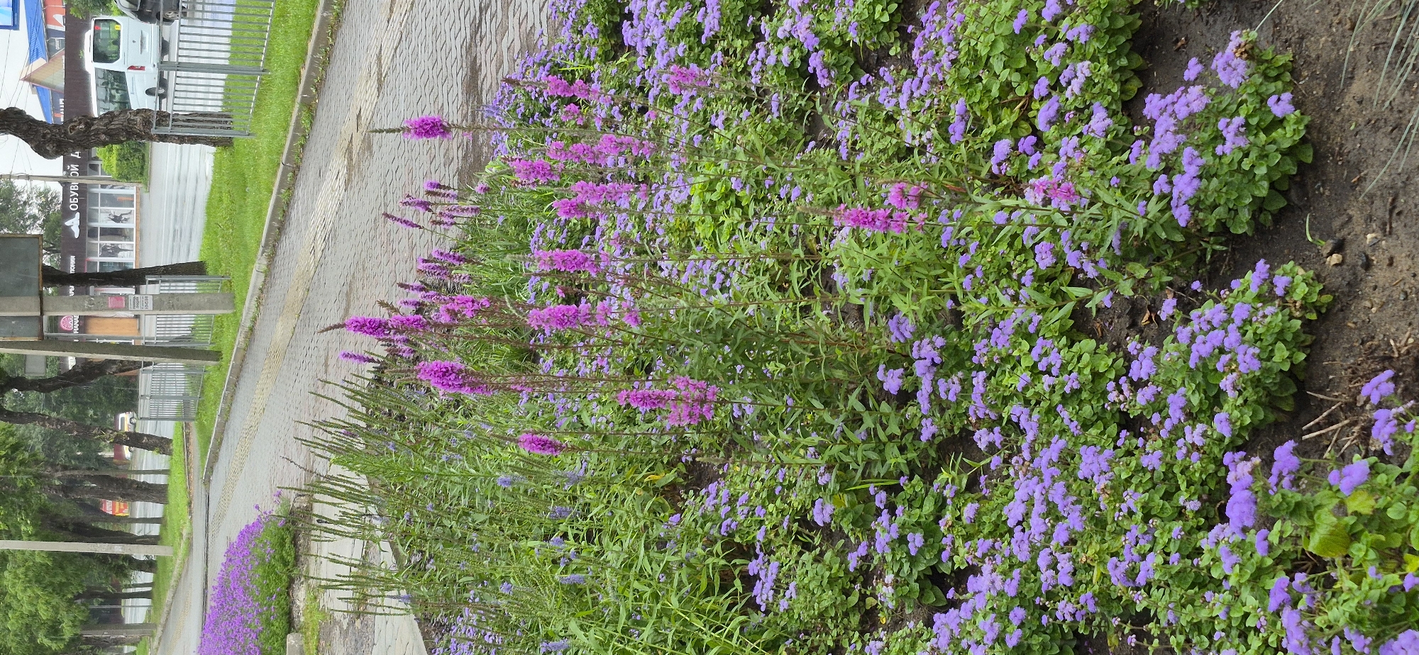 This is a medium-angle shot of a flowerbed of purple and pink flowers bordering a paved walkway and a street in Ussurijsk, Russia. The flowers are dense and appear to be a mix of taller, spiked pink flowers and smaller, rounded purple flowers. The walkway is made of light-colored cobblestones. In the background, a street with some traffic is visible, including a white van and what appears to be a bus. Trees line the street. A metal fence is present between the walkway and the street. Buildings with storefronts are visible behind the trees. The overall lighting suggests an overcast or rainy day.