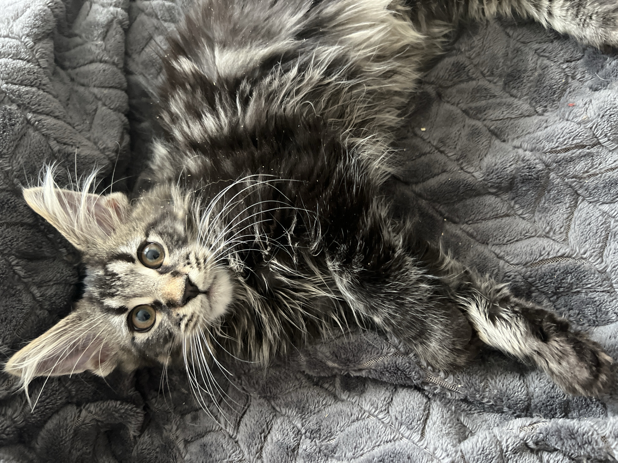This is a close-up, top-down shot of a young Maine Coon cat with tabby markings, lying on a dark grey, plush blanket. The cat's fur is a mixture of black, grey, and white, with distinct facial markings and large, tufted ears. Its eyes are wide open, and its gaze is directed towards the camera. Long white whiskers extend from its muzzle. The blanket has a textured, quilted pattern. There are a few small, light-colored specks visible on the cat's fur and the blanket, possibly dust or debris. The setting is an indoor environment. There is no indication of the city of Markova, Russia, or any urban elements present in the image.