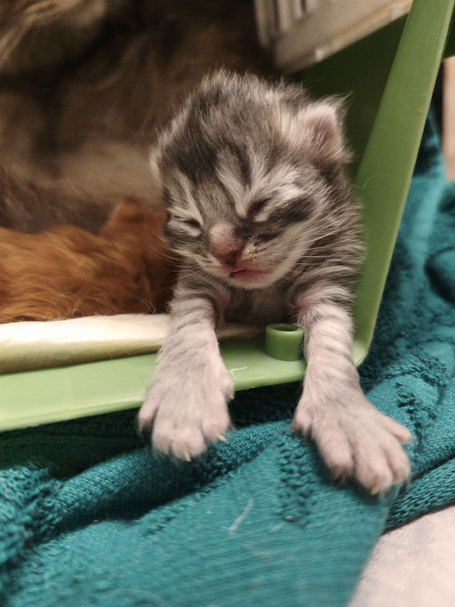 A newborn tabby kitten with its eyes closed is positioned in a green plastic carrier on a teal-colored blanket. The kitten's fur is grey and black striped with pink undertones on its nose and ears. Its front paws, with visible claws, extend slightly over the edge of the carrier. In the background, the fur of an adult cat, appearing brown and tan, is visible. The carrier has a small green cylindrical attachment on its inner wall. The lighting suggests an indoor setting, possibly a domestic environment.