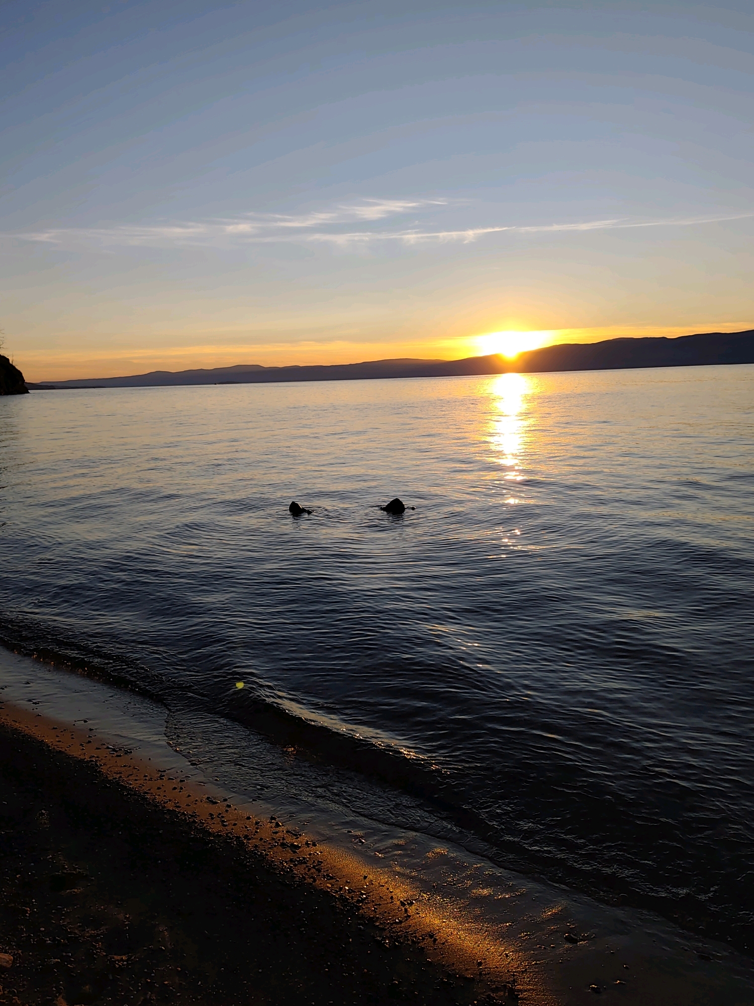 The image captures a serene sunset scene on the shore of Lake Baikal near Kharantsy, Russia. The sun, a brilliant orb of orange and yellow, is setting behind a distant mountain range, casting a golden glow across the water and sky. The sky transitions from a pale blue at the top to vibrant orange and yellow hues near the horizon, with wispy clouds adding texture.
The water of Lake Baikal is calm, with gentle ripples reflecting the sunset's light, creating a shimmering path from the sun to the foreground. In the middle of the frame, two dark shapes, appearing to be dogs, are partially submerged in the water, their heads and backs visible. They seem to be swimming or playing.
The shoreline in the foreground is composed of dark sand mixed with small pebbles. The low angle of the setting sun illuminates the wet sand and stones, highlighting their textures and creating warm, reflective patches along the water's edge. The overall atmosphere is peaceful and tranquil, showcasing the natural beauty of the location at dusk.