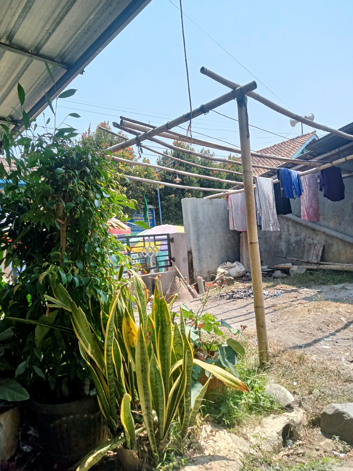 The image depicts an outdoor scene, likely a residential backyard in Gumiwang, Indonesia, on a clear day. In the foreground, a tall potted plant with broad, green and yellow striped leaves, possibly a Sansevieria, is prominently featured on the left. To its left, another potted plant with lush green foliage is partially visible. A bamboo structure, serving as a clothesline, is set up in the middle ground, supporting several garments in various colors, including blue, dark blue, and pink, that are drying in the sun.
Behind the clothesline, a simple, unplastered concrete wall forms the backdrop, with a tiled roof of a building visible above it. The ground is covered with dry soil and sparse vegetation, with a few scattered rocks. In the far background, more greenery and a hint of a building with a blue facade can be seen. A clear, pale blue sky dominates the upper portion of the image. The overall impression is one of a humble, functional outdoor space in a tropical climate.