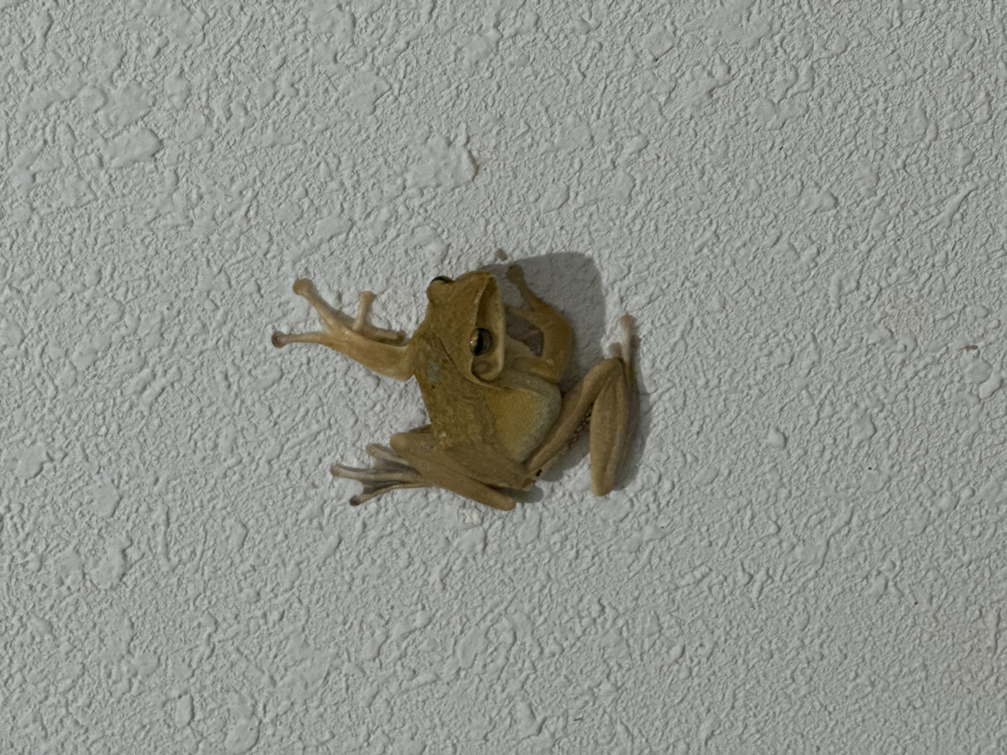 A light tan frog is clinging to a white textured wall. The frog has long legs and is positioned towards the center of the image. The wall appears to be an interior wall, and its texture is rough and bumpy. The lighting in the image is slightly dim, creating a soft shadow behind the frog. The precise location in Mũi Né, Vietnam, cannot be determined from the image.