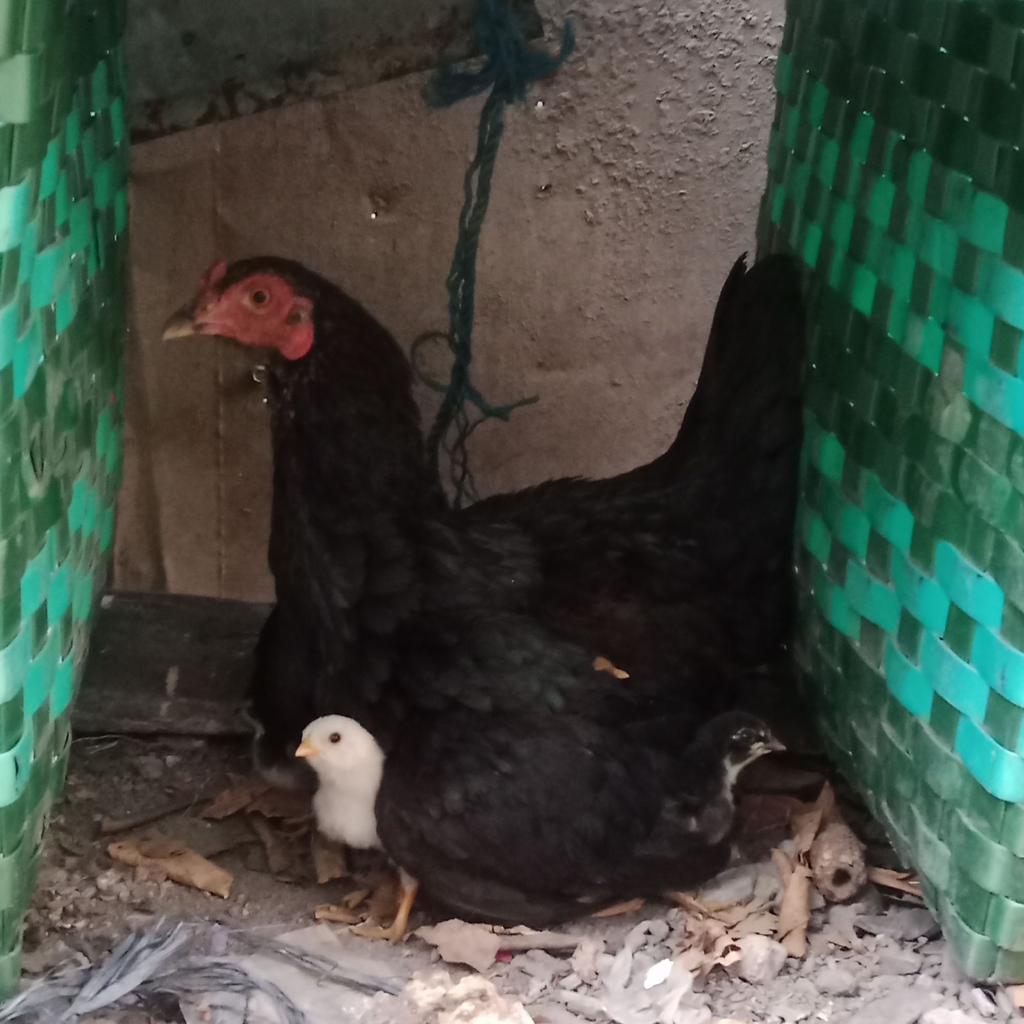 In the city of Tegowanu Kulon, Indonesia, an image captures a scene within a confined, makeshift structure. The primary subjects are a black hen and two chicks. The hen, predominantly black with a red comb and wattles, is positioned in the center, partially sheltering the chicks. One chick is white and positioned to the left of the hen, while another, black chick is to the right. The environment appears to be a nesting area, with a floor covered in dry leaves, dirt, and some scattered debris including plastic. The structure itself is partially enclosed by woven green plastic material on the left and right, suggesting a barrier or makeshift enclosure. A blue string is visible hanging from above in the background, against a textured, possibly concrete or rough plaster wall. The lighting suggests an indoor or shaded outdoor environment.