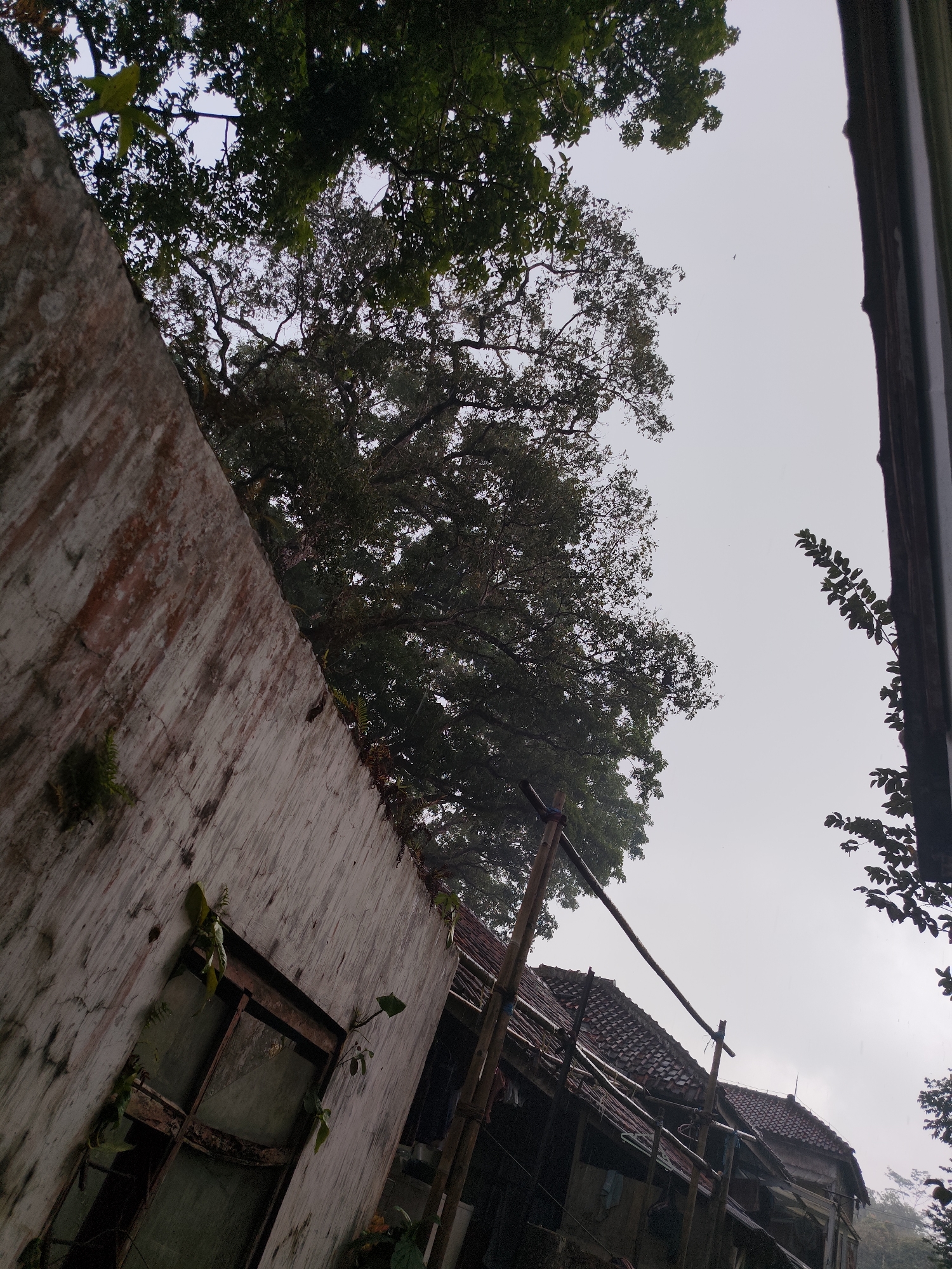 The image captures a low-angle view of an old, weathered wall in the foreground, leading towards a dilapidated building with a tiled roof and exposed beams. Overhead, a large tree with dense foliage dominates the upper portion of the frame, its branches extending towards a pale, overcast sky. Some smaller trees and branches are visible to the right and in the distance. The overall scene suggests an abandoned or neglected property, potentially in a rural or semi-urban area, consistent with parts of Tasikmalaya, Indonesia. The lighting is diffused due to the cloudy sky, creating a somber and aged atmosphere. There are no people or animals visible in the image.