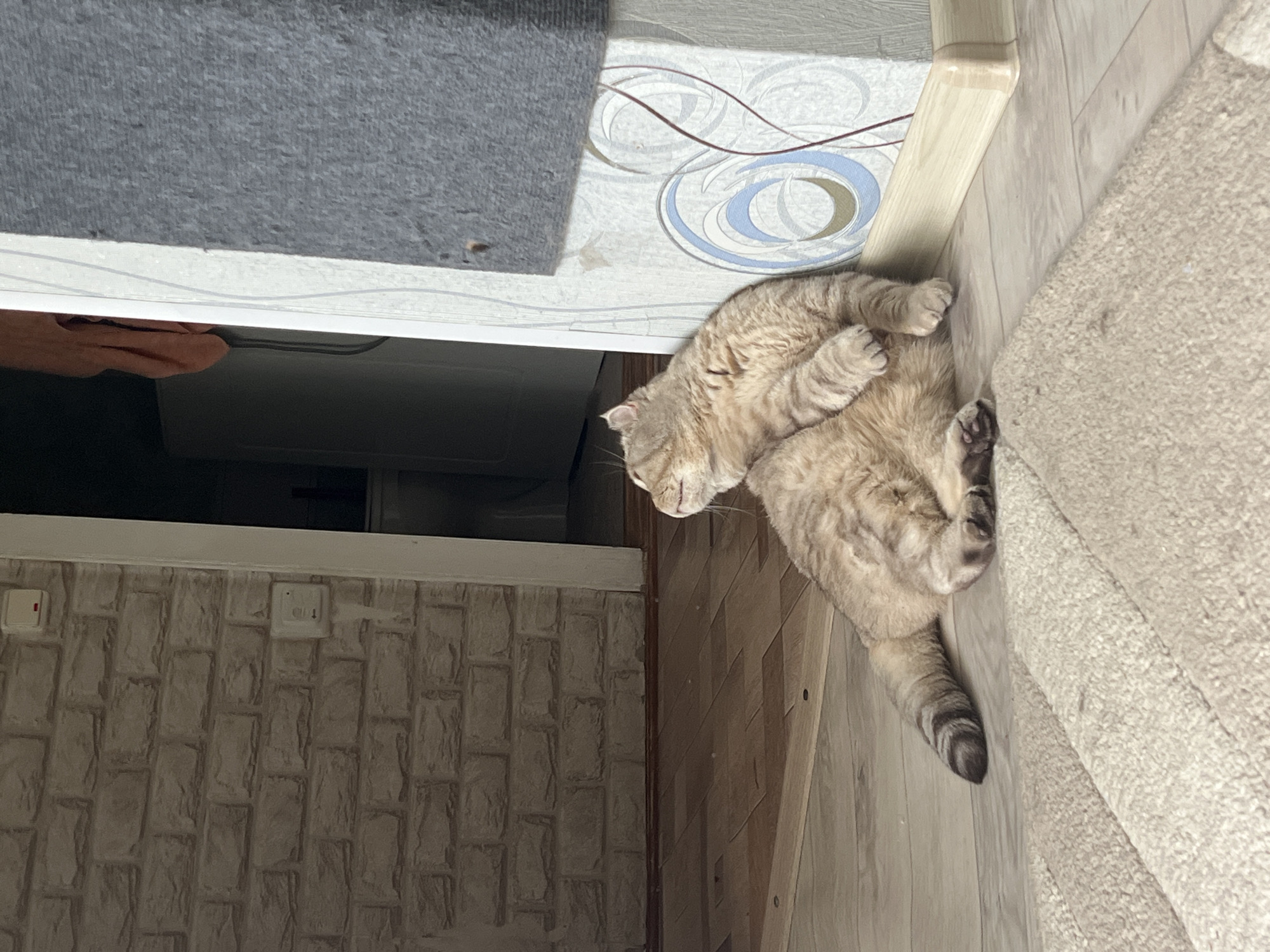A tan tabby cat is lying on its back on a light-colored wood floor. Part of a tan carpet is visible to the right. A doorway with a gray rug above is to the left. The location is a residence in Chaikovsky, Russia.