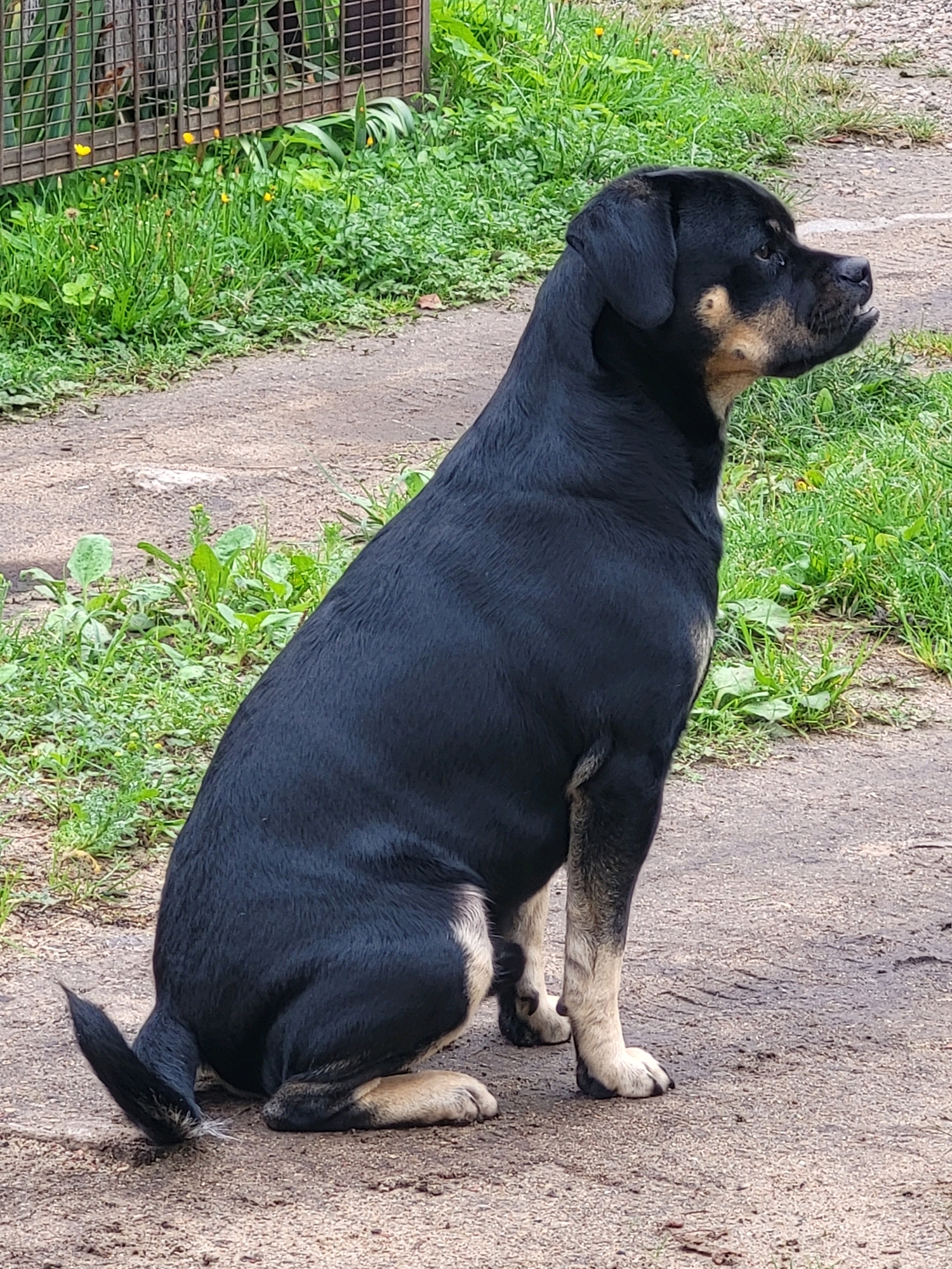 A medium-sized black dog with tan markings on its face and legs is sitting on a dirt path. The dog is facing to the right, with its mouth slightly open. Behind the dog, there is a grassy area with some green plants and a metal fence. The ground is composed of dirt and small pebbles. The image appears to have been taken outdoors on a cloudy day. The specific location in the city of Jelgava, Latvia is not identifiable from the visual information provided.