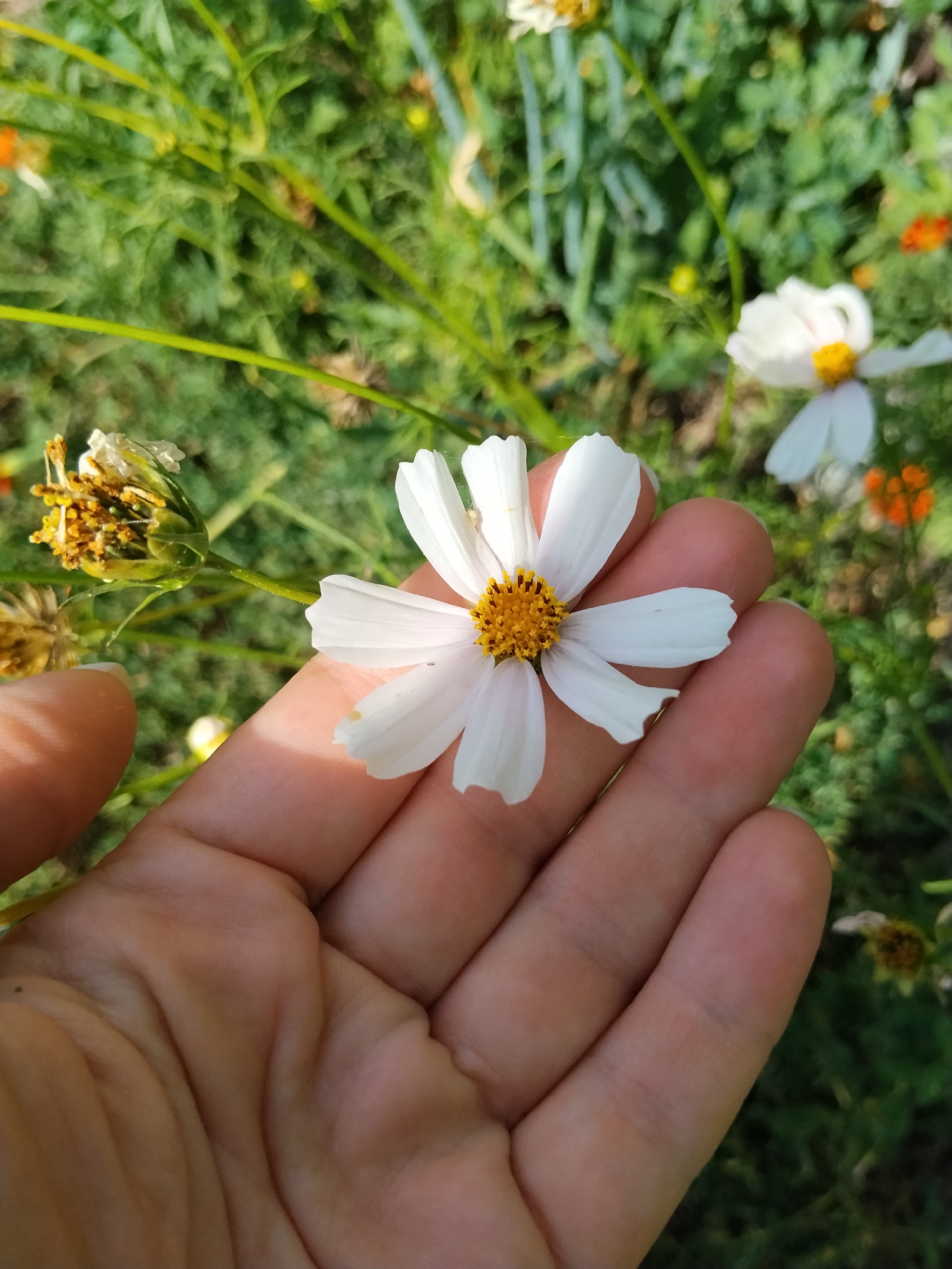 A person's hand is holding a white cosmos flower with a yellow center. The flower is in focus in the foreground, with its delicate petals gently resting on the palm and fingers. In the background, out of focus, is a garden scene with green foliage, stems, and other flowers, including some orange marigolds and other cosmos blooms. The lighting suggests it is daytime, possibly outdoors in a garden or natural setting. The image does not provide any specific clues or context related to Kokshetau, Kazakhstan.