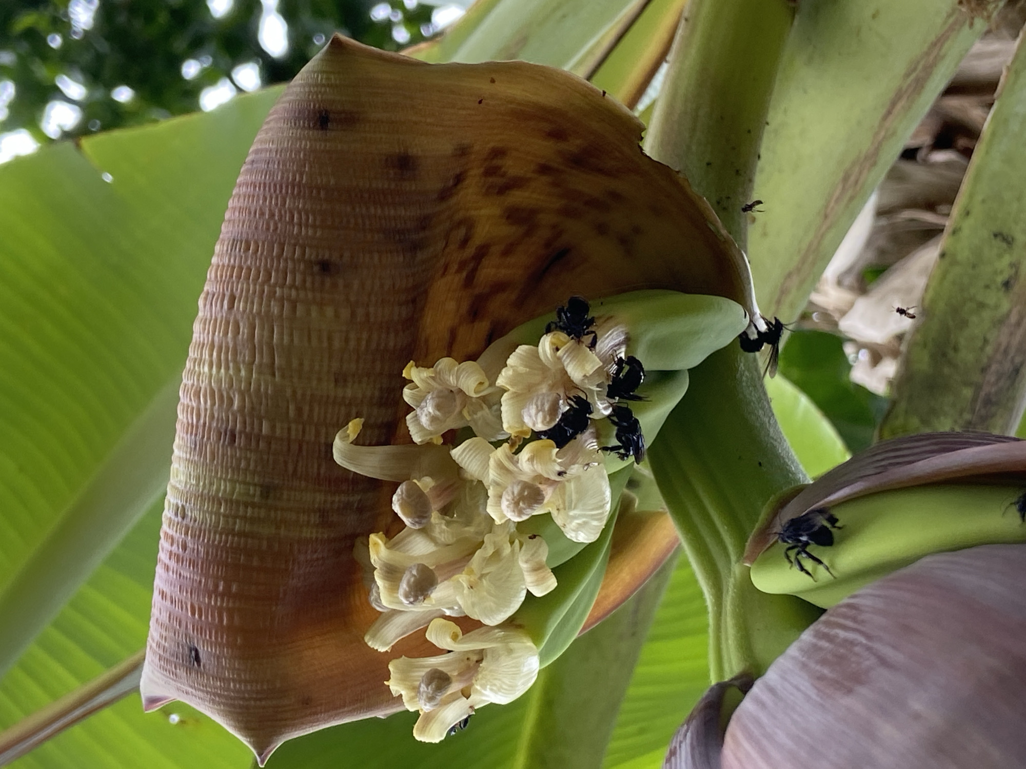 The image shows a close-up view of a banana flower and its developing fruit, with several small, black insects, possibly bees or wasps, actively engaged on the blossoms. The banana flower, a large, teardrop-shaped bud with reddish-brown bracts, is partially open, revealing clusters of delicate, pale yellow flowers inside. Some of these flowers have tiny, brown stamen. The insects are clustered around these flowers, appearing to be collecting nectar or pollen. In the background, large, green banana leaves are visible, indicating a tropical or subtropical environment. The overall scene is natural and captures a moment of insect activity on a flowering banana plant. There is no indication of human presence or any urban setting in the image; it appears to be a natural outdoor scene.