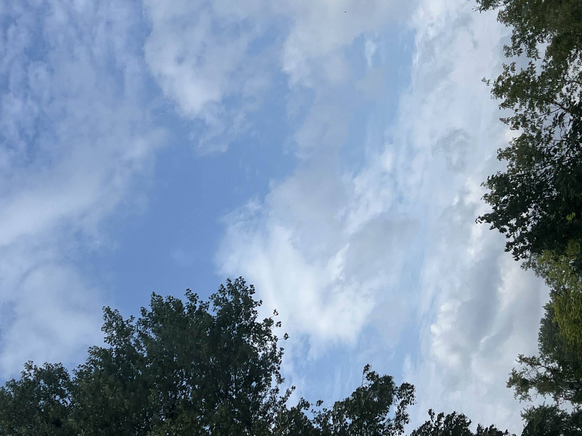 A medium shot captures the sky and the tops of trees from a low-angle perspective. The sky is a vibrant blue, filled with a mix of wispy white clouds and larger, darker grey clouds, suggesting a partly cloudy day. The leaves of the trees are a rich, dark green, with some lighter green foliage visible in the distance. The scene is framed by the dark green branches and leaves of trees on the left and bottom of the image. There are no people or specific objects identifiable in the scene, and no action or interaction is depicted. The environment appears to be an outdoor setting, likely a park or a wooded area within the city of Warsaw, Poland.