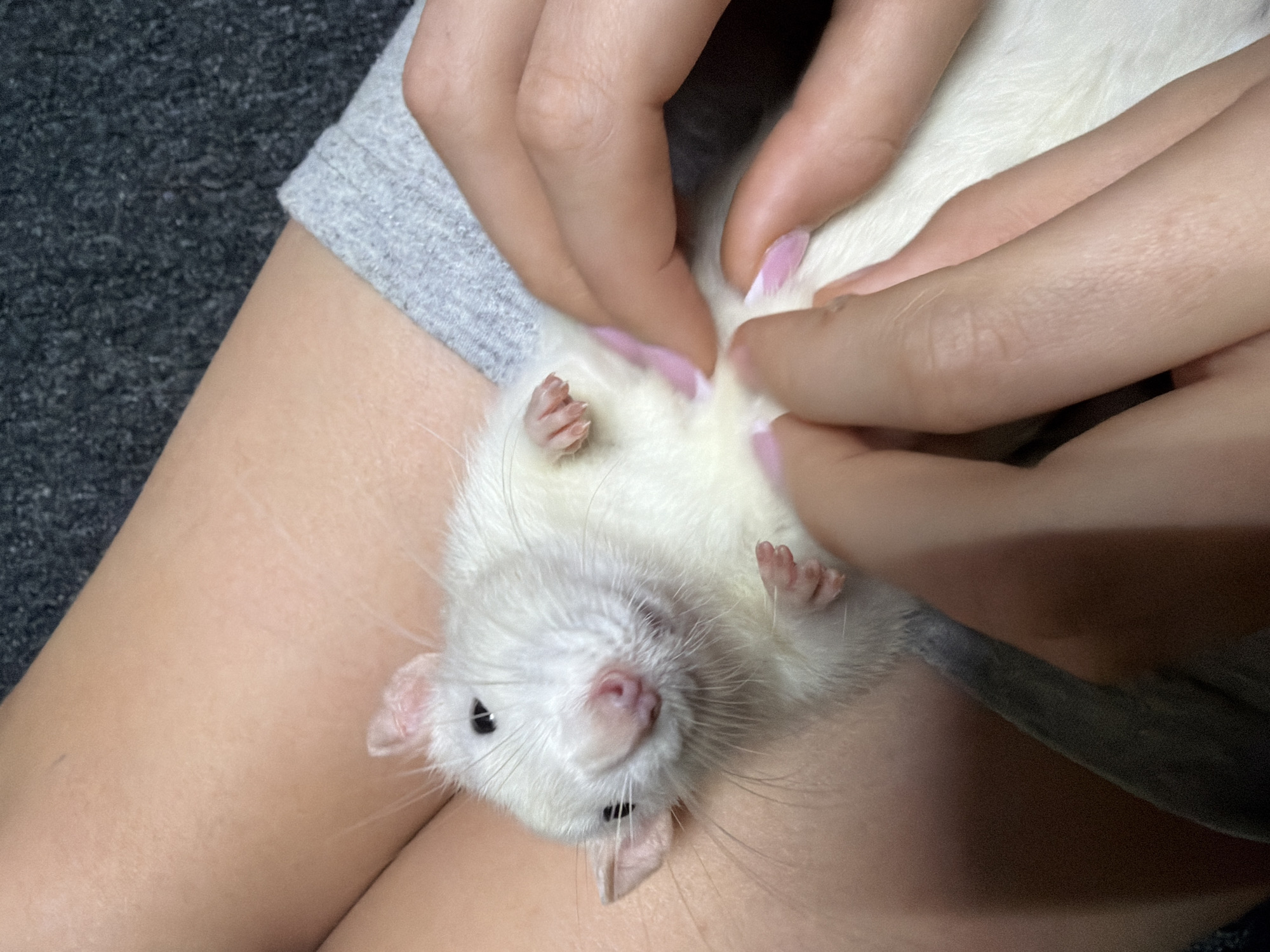 A white rat with black eyes is lying on its back in someone's lap. The person is holding the rat's stomach with both hands. The person is wearing grey sweatpants. The location of this image is Unknown, Unknown.