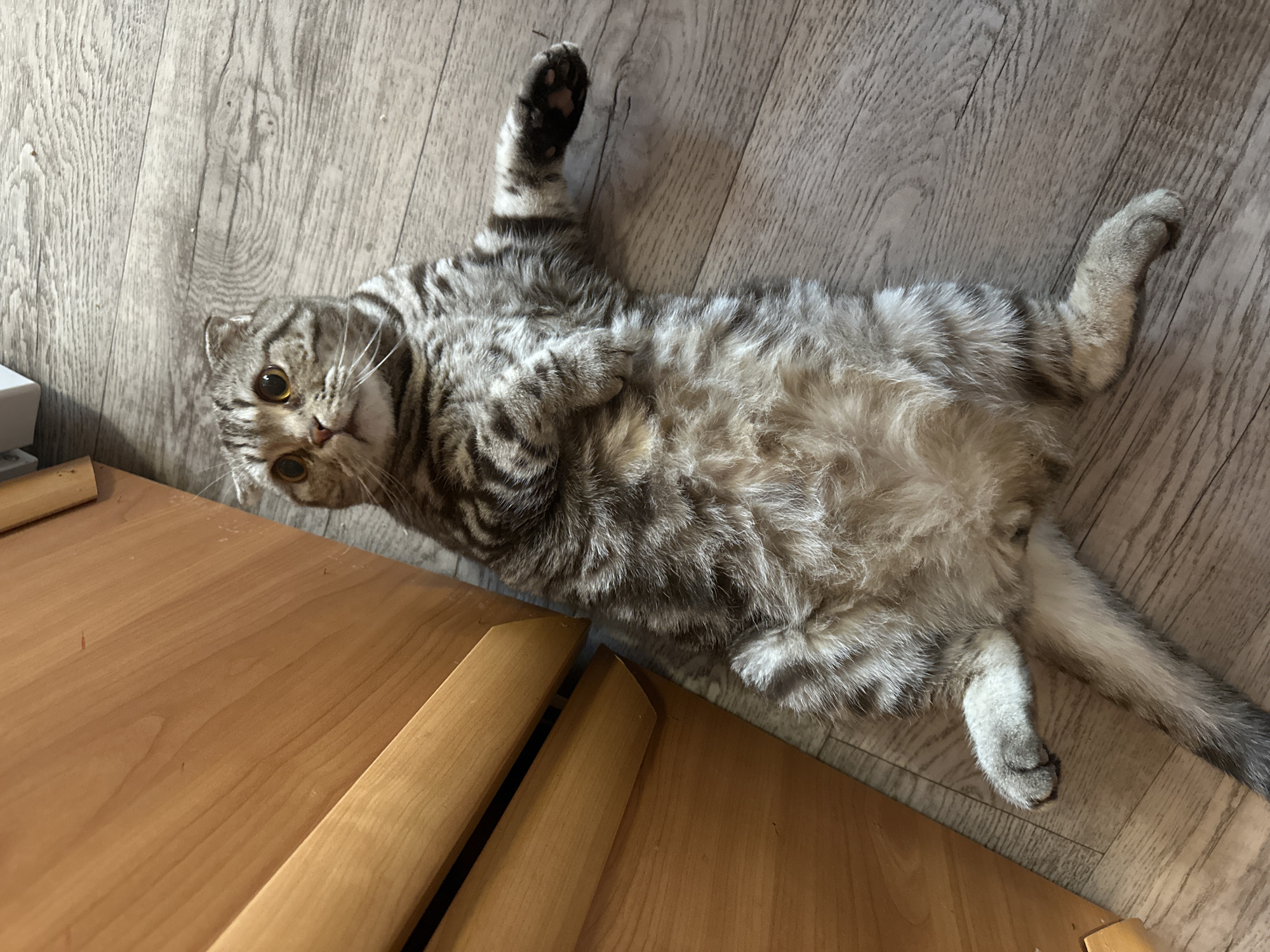 A fluffy tabby cat is lying on its back on a wooden floor. The cat has large, round, golden eyes and its ears are folded. Its body is a mix of grey and black stripes with a lighter grey belly. One of its front paws is extended upwards, showing its toe beans. The other front paw is tucked towards its chest. Its hind legs are also visible, with one leg stretched out and the other bent.
The cat appears relaxed and possibly playful. The lighting suggests it could be daytime, with natural light illuminating the scene. The background is a light-colored wooden floor with visible grain patterns. A portion of a light brown wooden table is in the foreground, partially obscuring the cat on the left side. There is no visible text in the image.