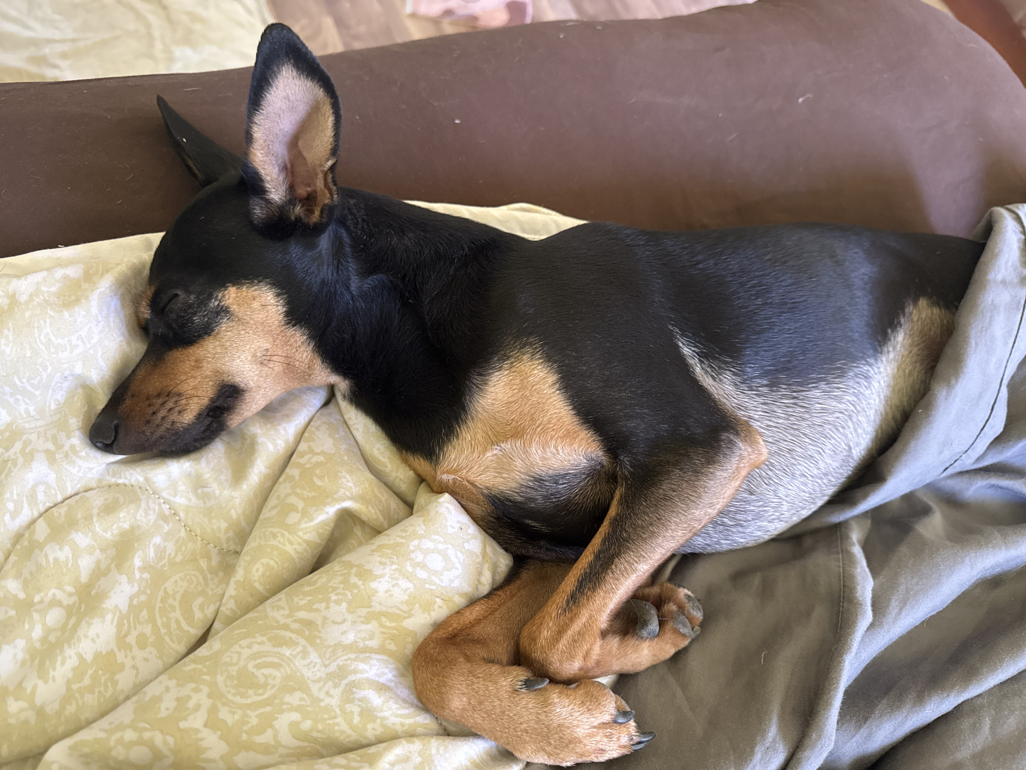 A black and tan Miniature Pinscher is sleeping on a bed. The dog is curled up on its side, with its head resting on a yellow patterned pillow. A brown blanket is draped over the dog's back. The dog's paws are crossed in front of its chest. The bed is covered in a brown sheet and a gray sheet. The scene appears to be indoors. This image is not related to Koksovyi, Russia.